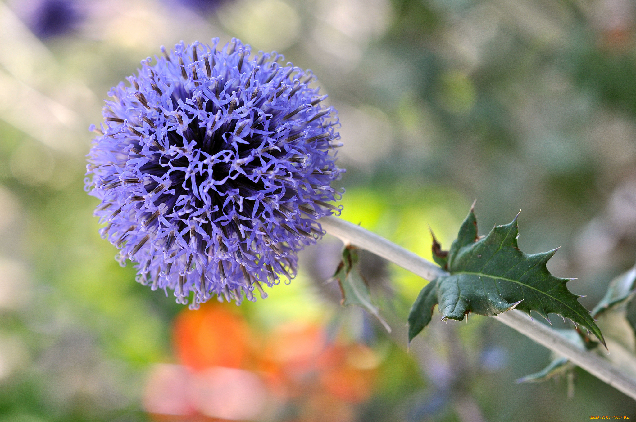 цветы, аллиум, , декоративный, лук, аллиум, декоративный, лук, сиреневый