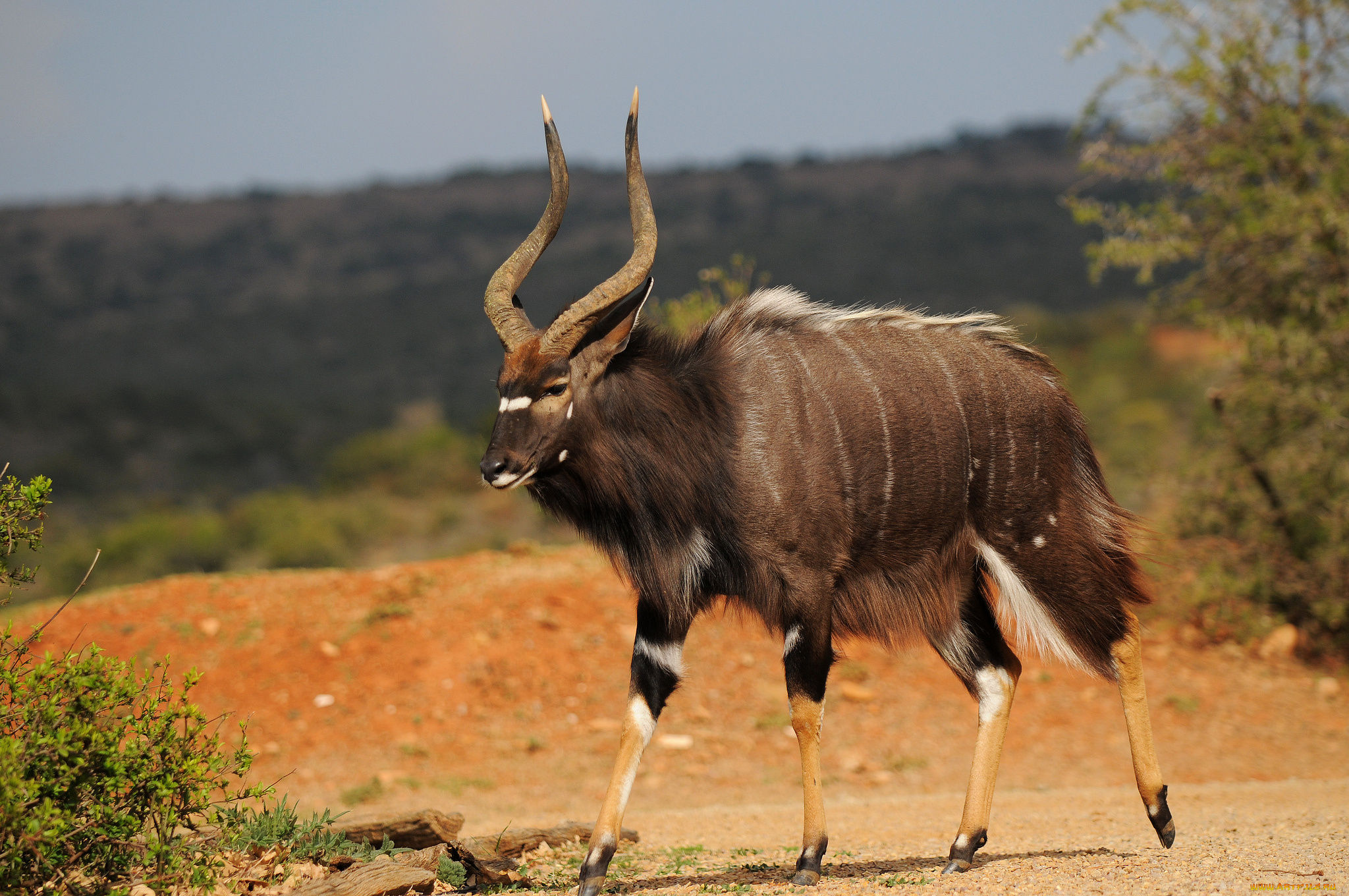 животные, антилопы, антилопа, саванна