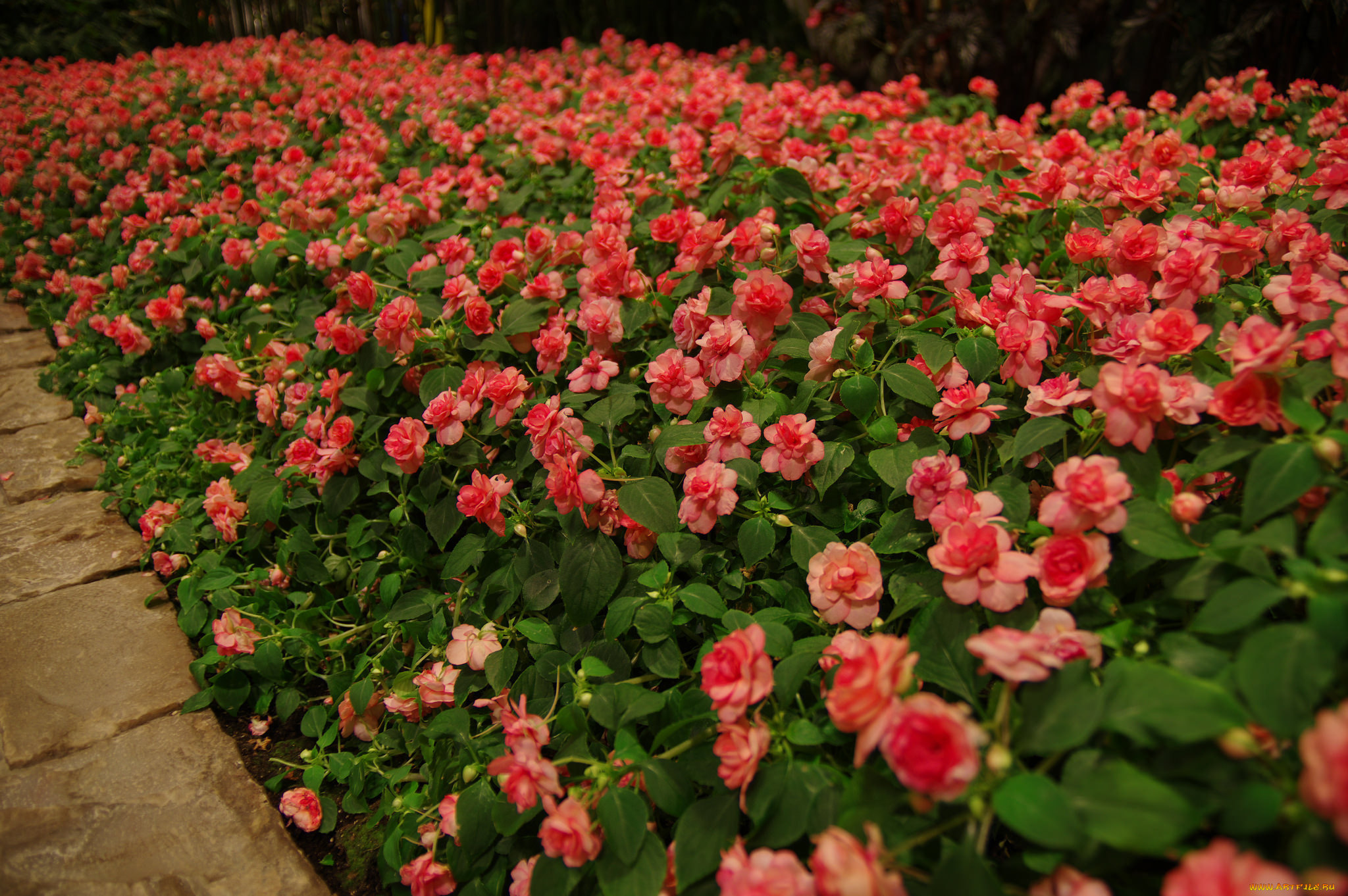 цветы, бегония, цветение, лепестки, листья, желтая