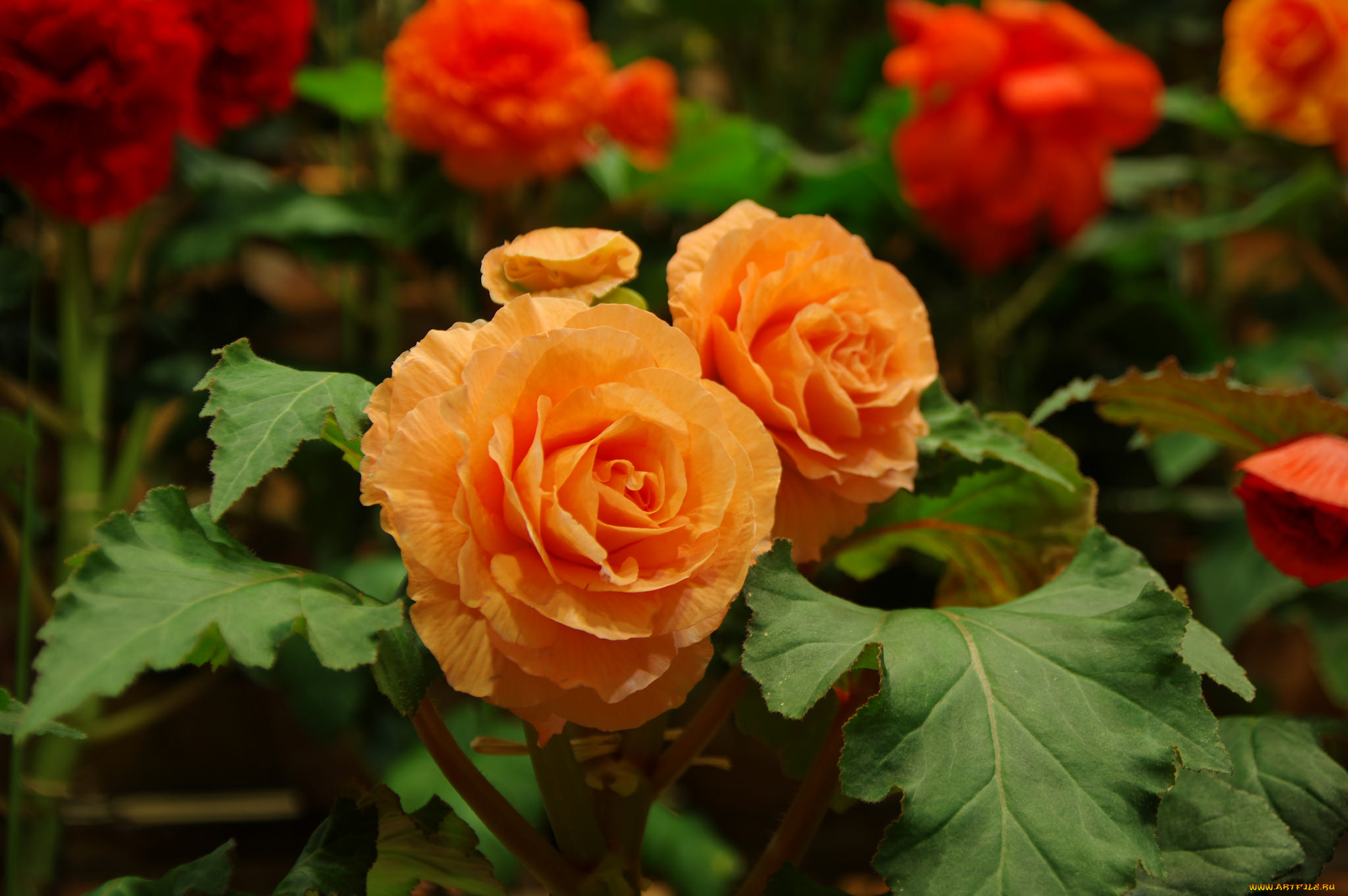 цветы, бегония, цветение, лепестки, листья, желтая