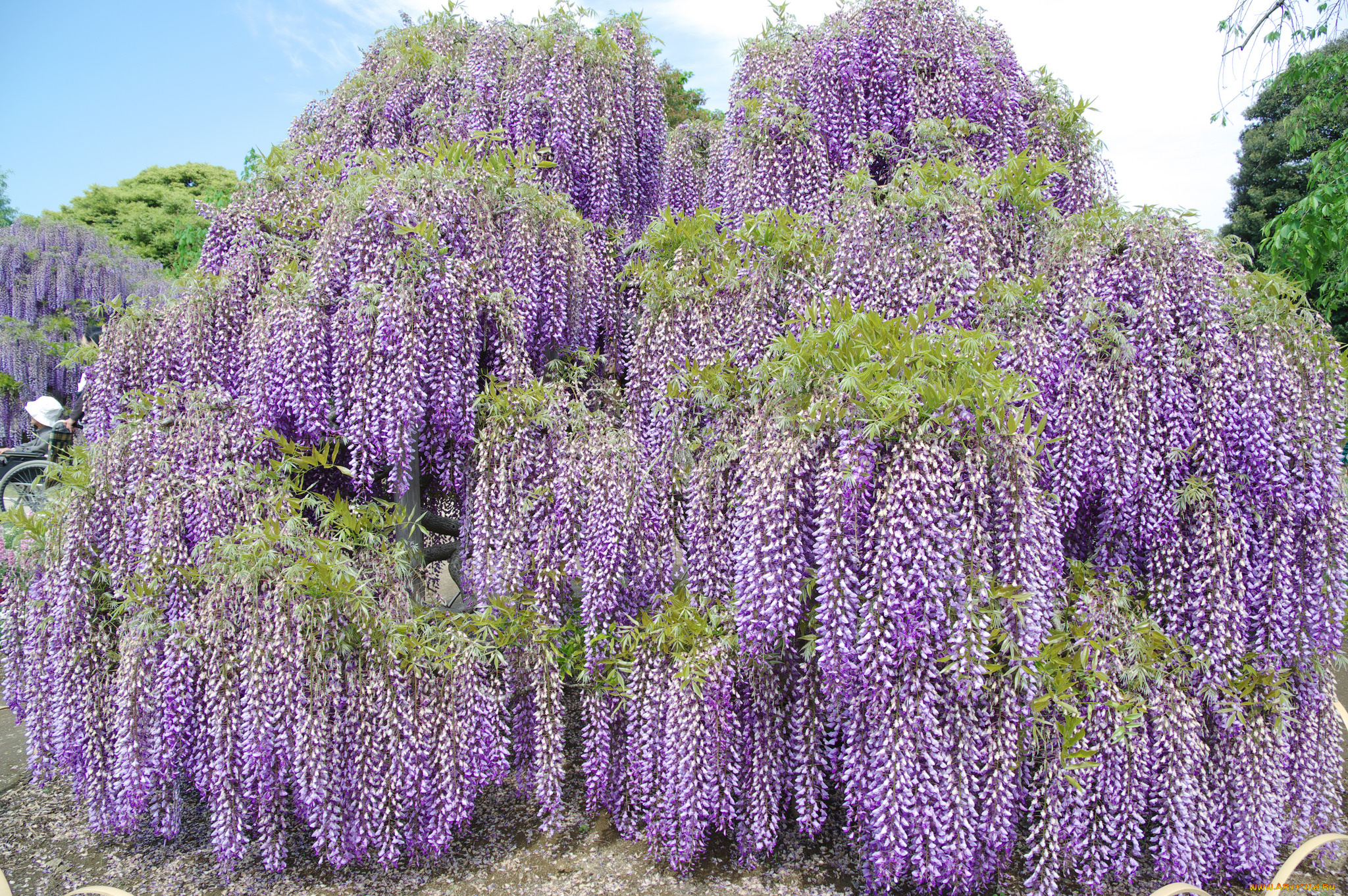цветы, глициния, цветение, сиреневая, кустарник
