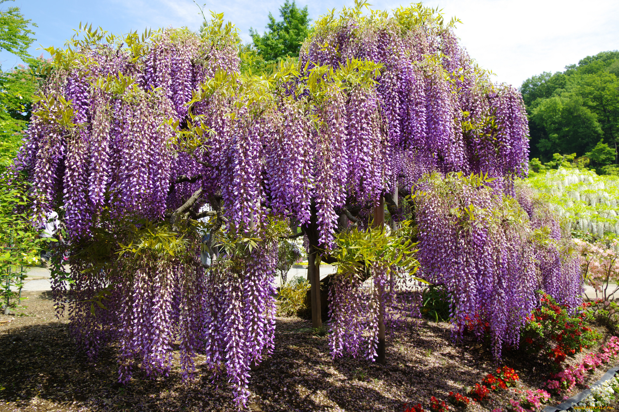цветы, глициния, кустарник, цветение, сиреневая
