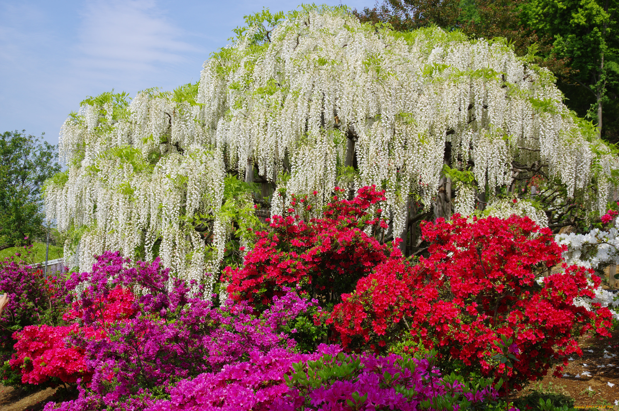 цветы, разные, вместе, кустарник, розовая, азалия, цветение, белая, глициния