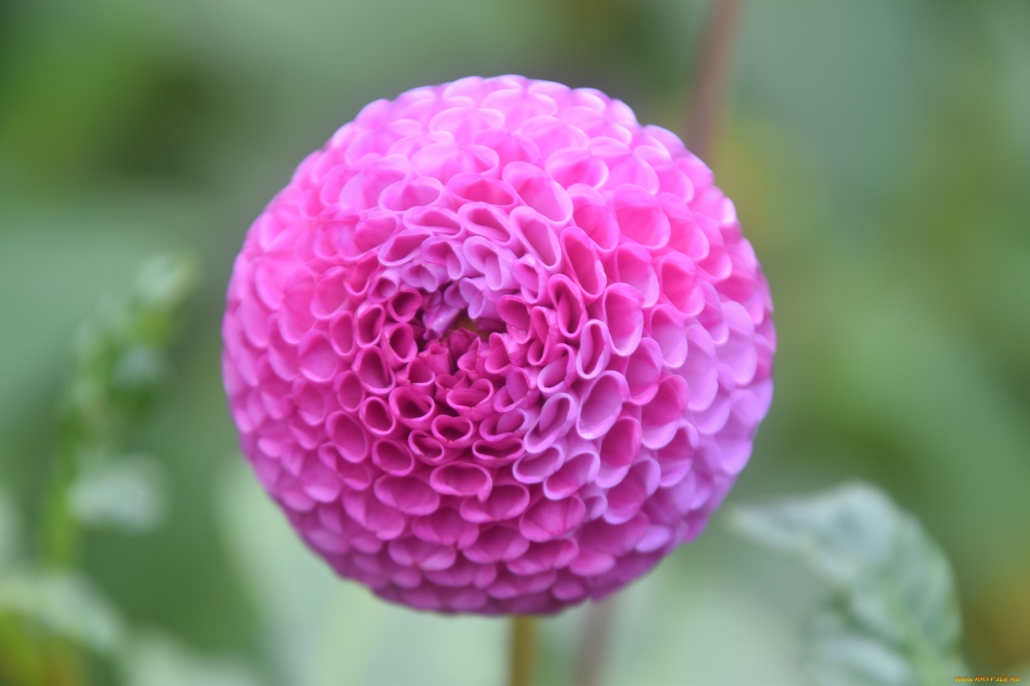 цветы, георгины, георгин, лепестки, цветение, розовый