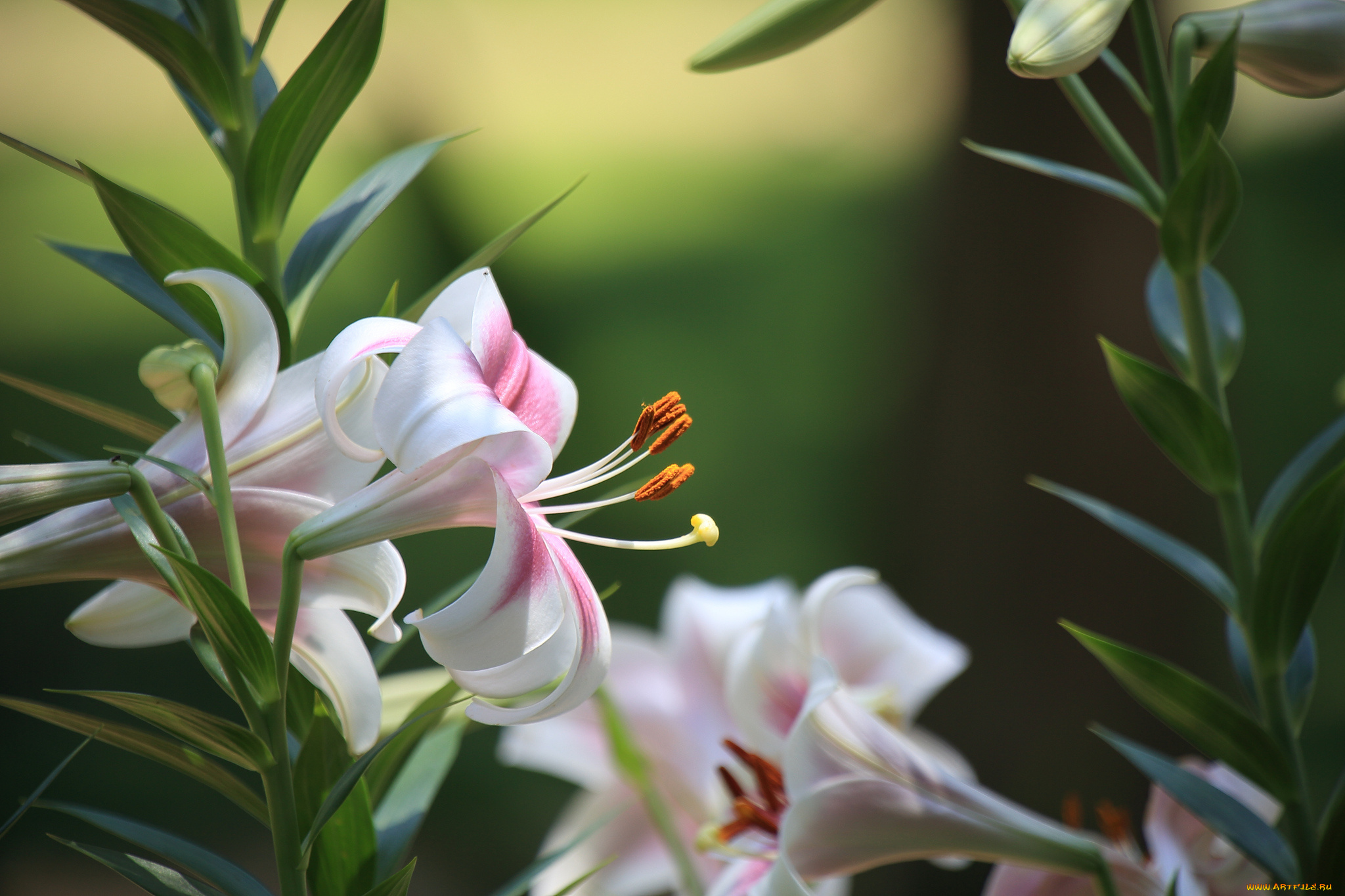 цветы, лилии, , лилейники, ветки, листья, лилия, белая, цветение