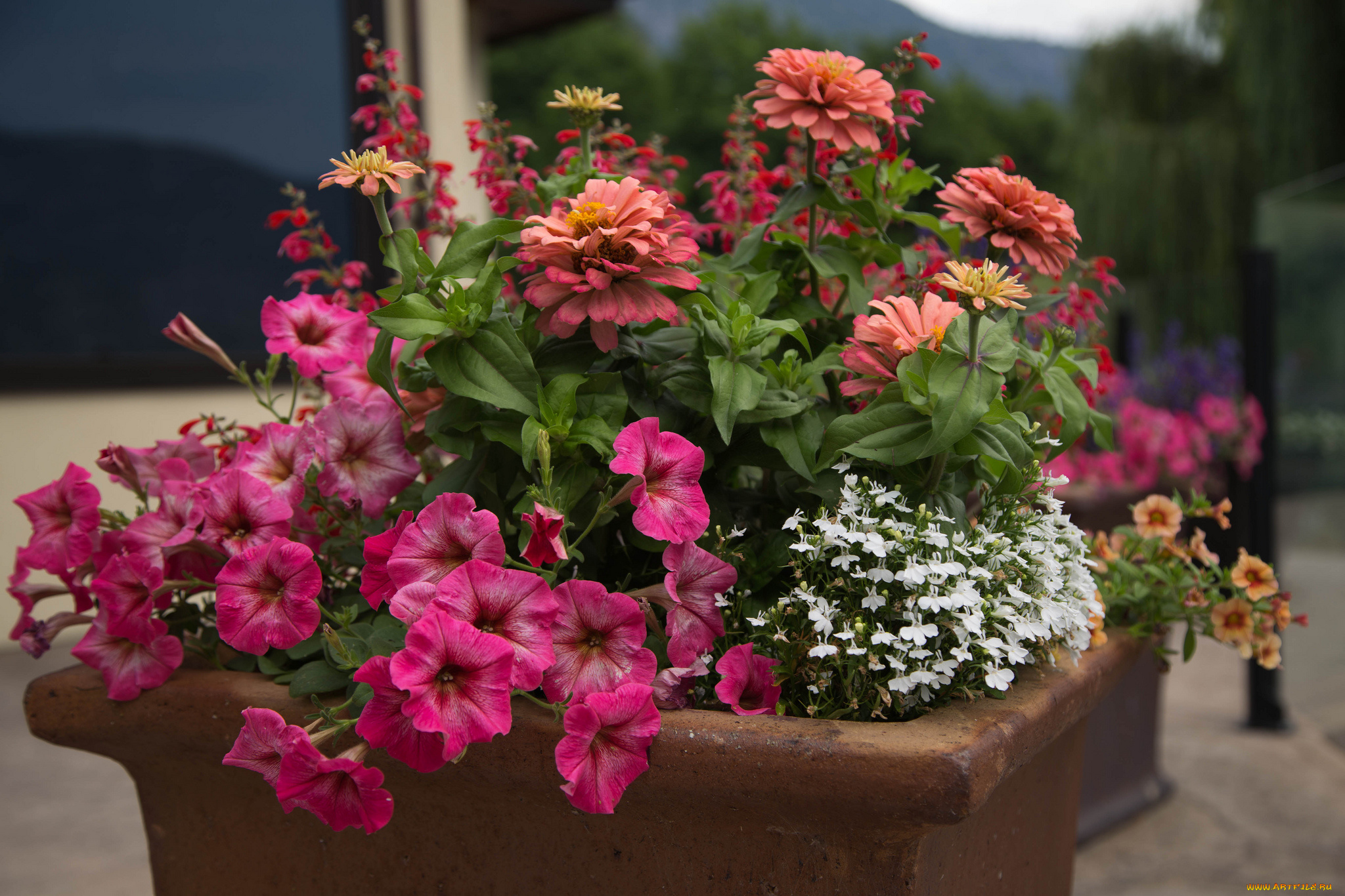 цветы, разные, вместе, клумба, петуния