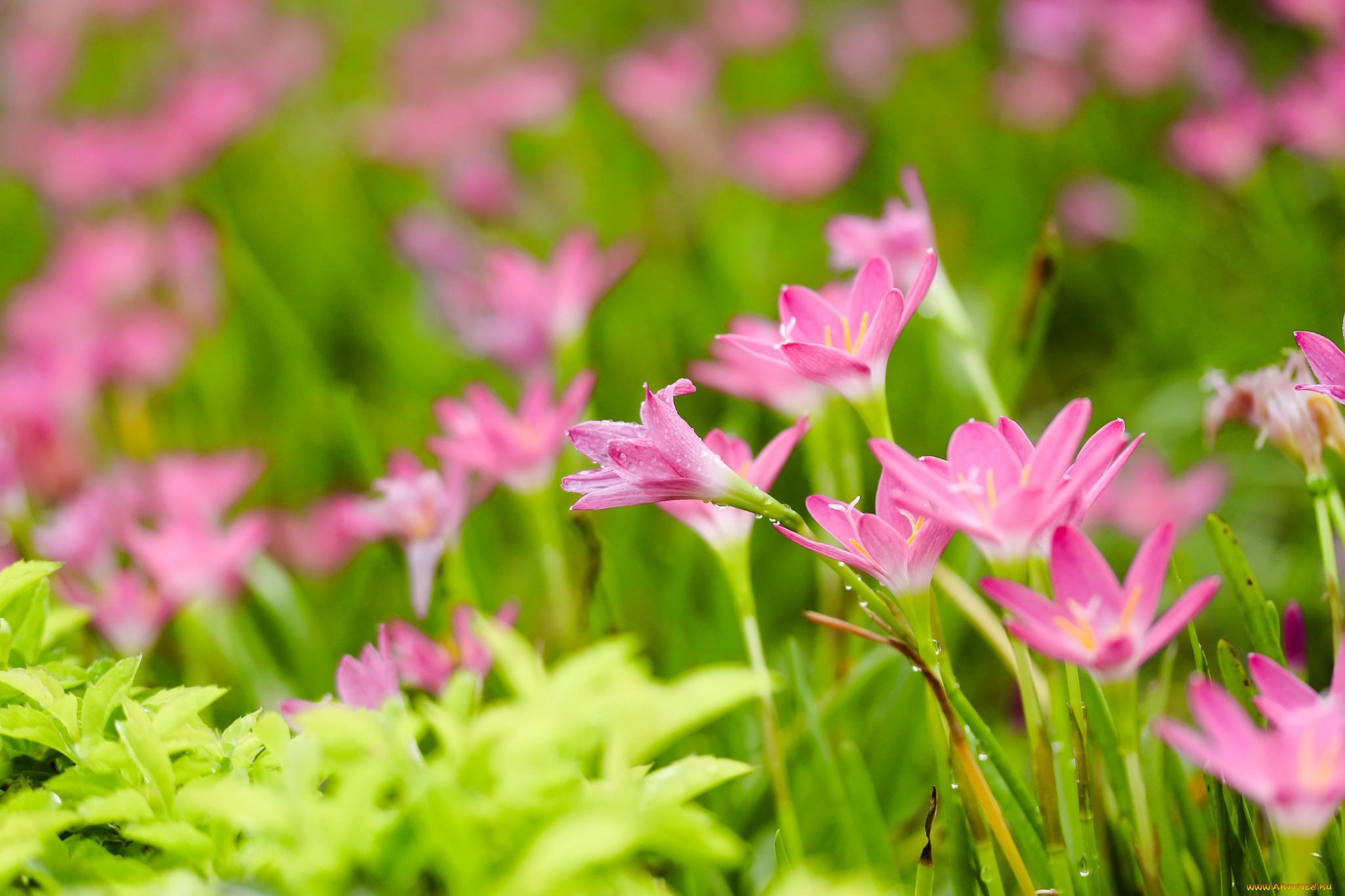 цветы, зефирантесы, цветение