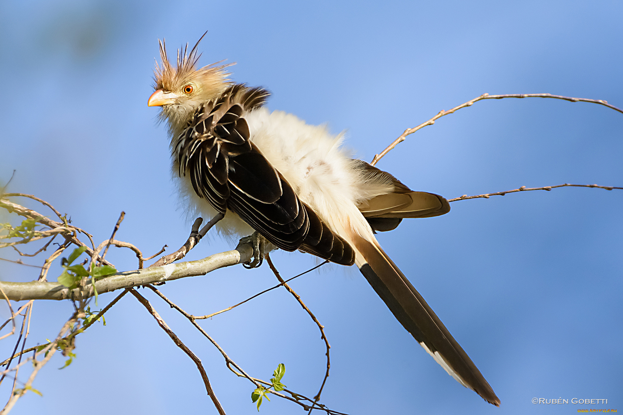 животные, птицы, ветки, небо, птица