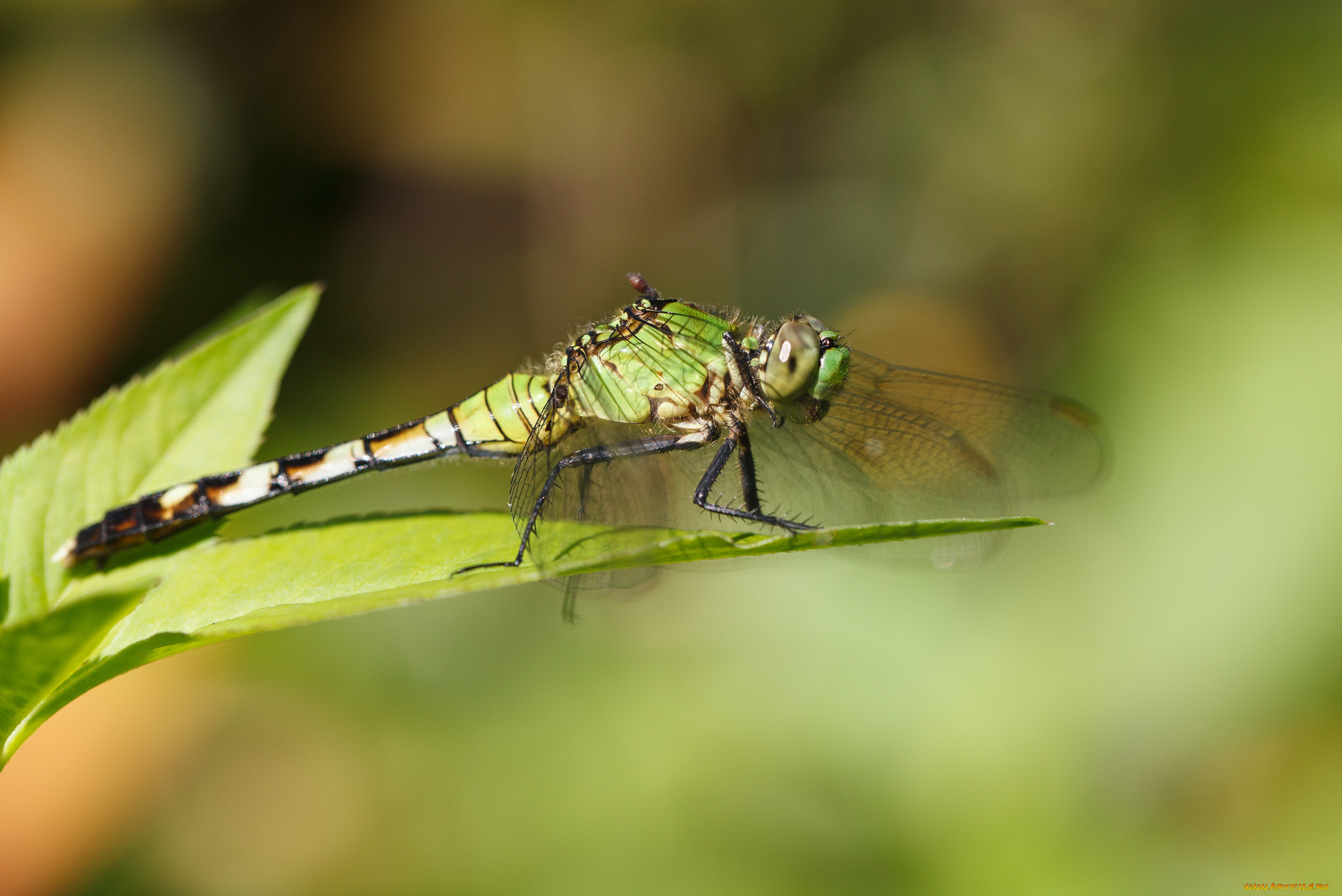 животные, стрекозы, стрекоза, макро, зелёный, фон, насекомое