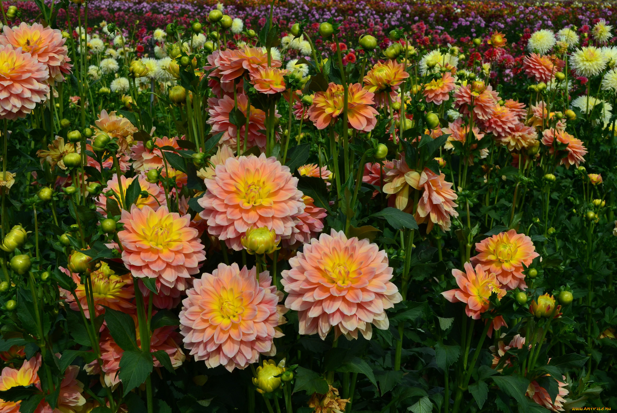 цветы, георгины, лепестки, георгин, цветение, бутоны