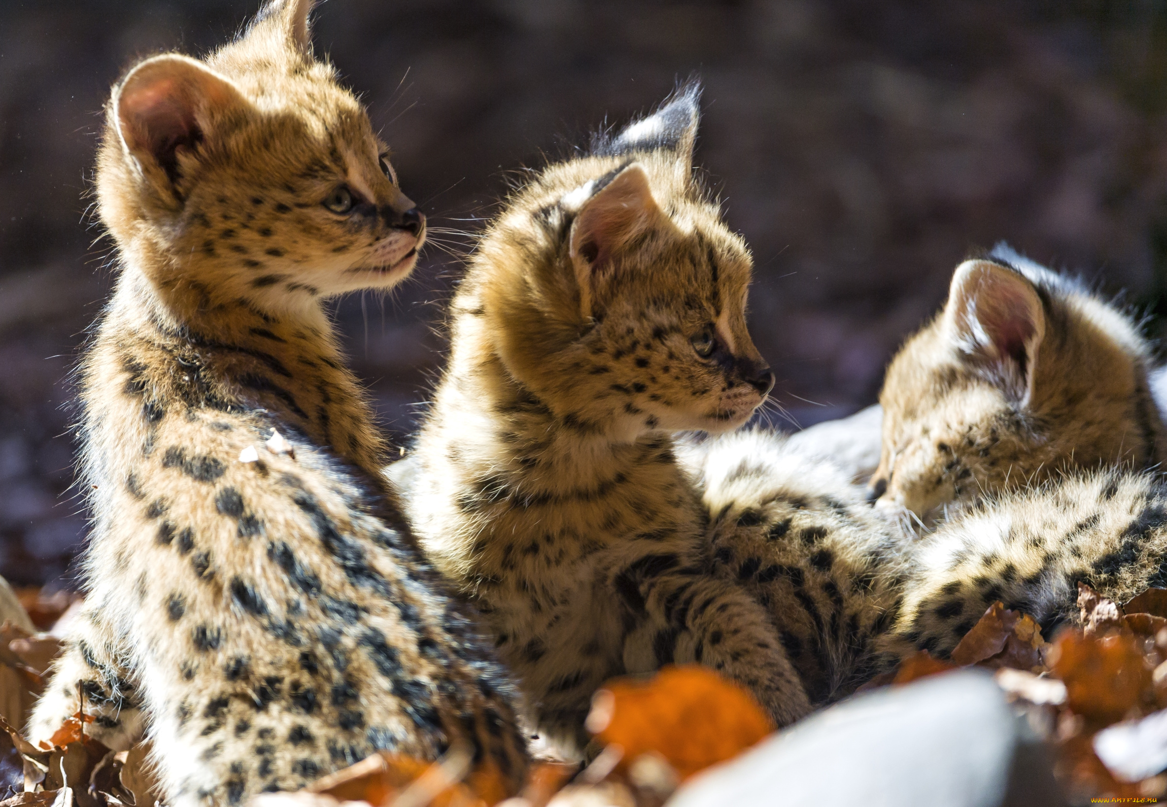 животные, сервалы, кошечки