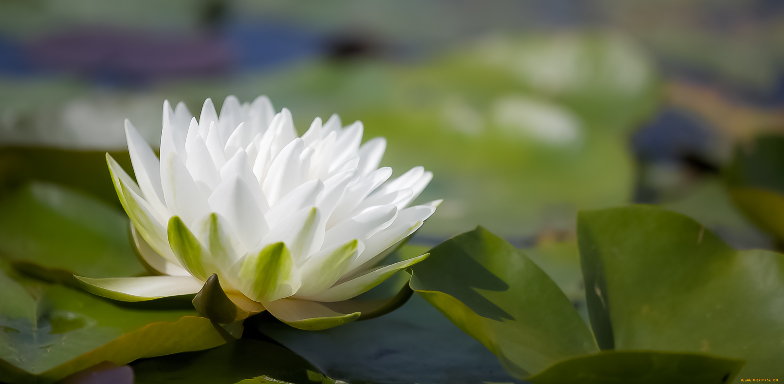 цветы, лилии, водяные, , нимфеи, , кувшинки, листья, вода, водяные, лилии