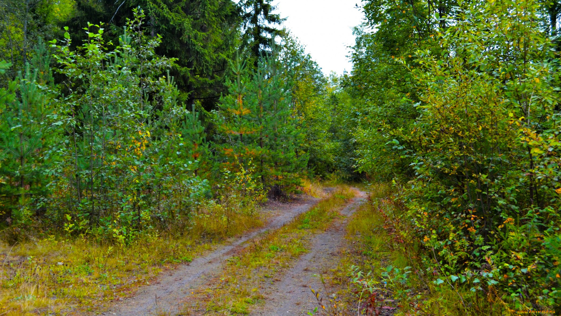 природа, дороги, проселок, лес