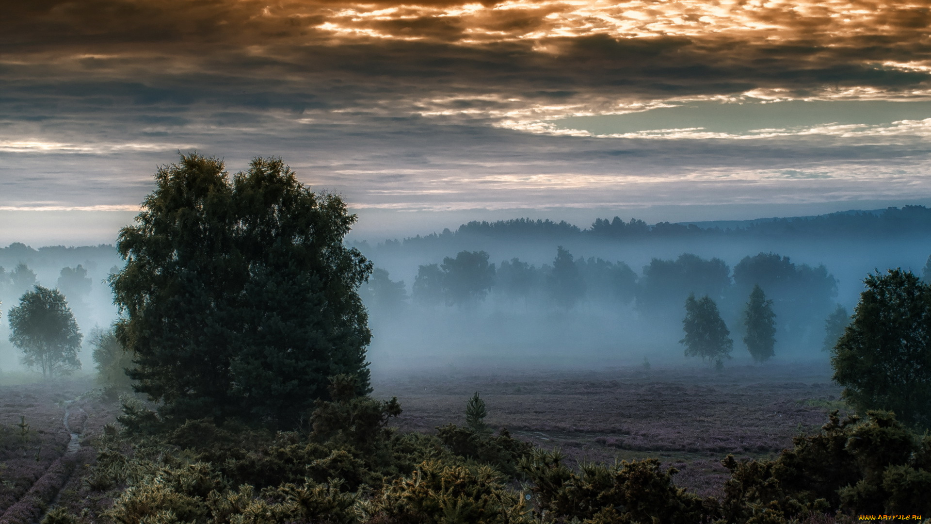 природа, пейзажи, туман, поле