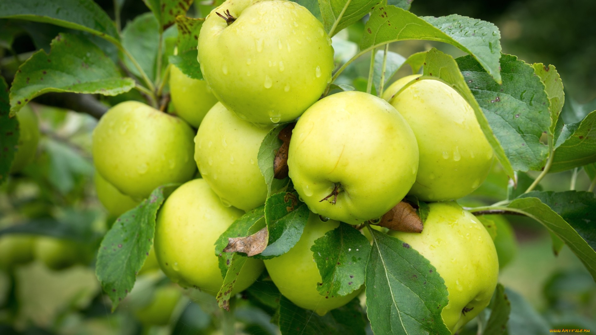 природа, плоды, яблоки, роса