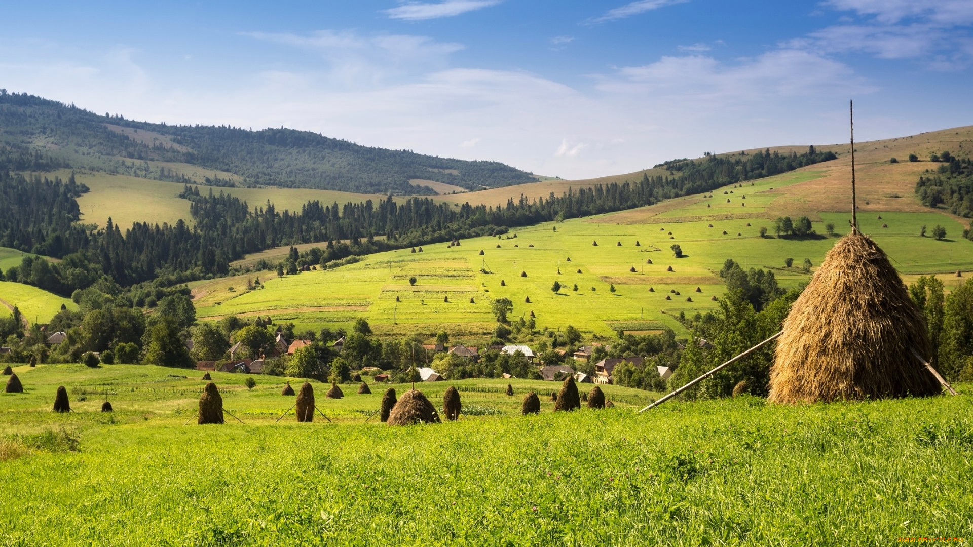 природа, поля, лес, сено, поле, деревня, копна
