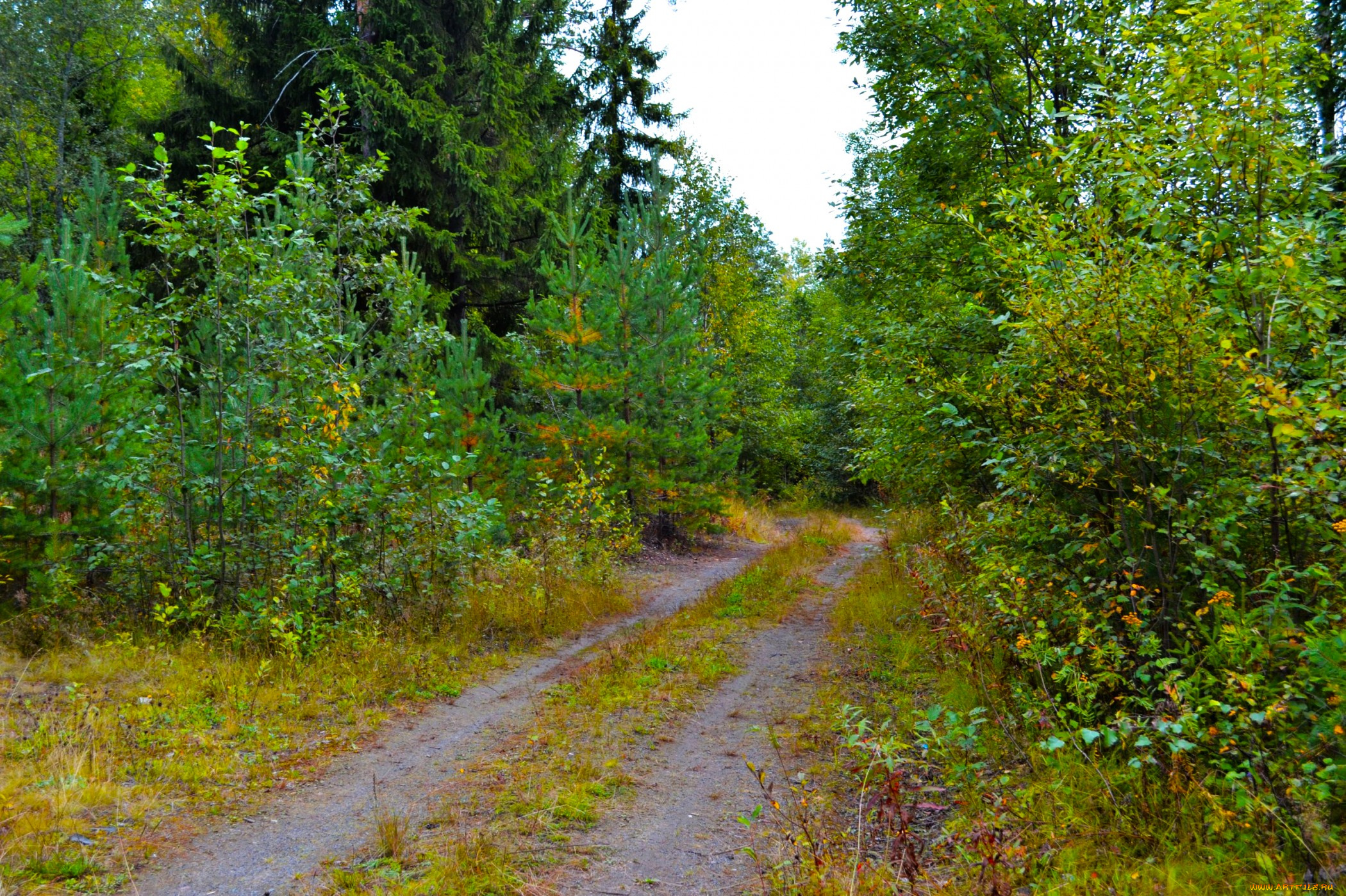 природа, дороги, проселок, лес