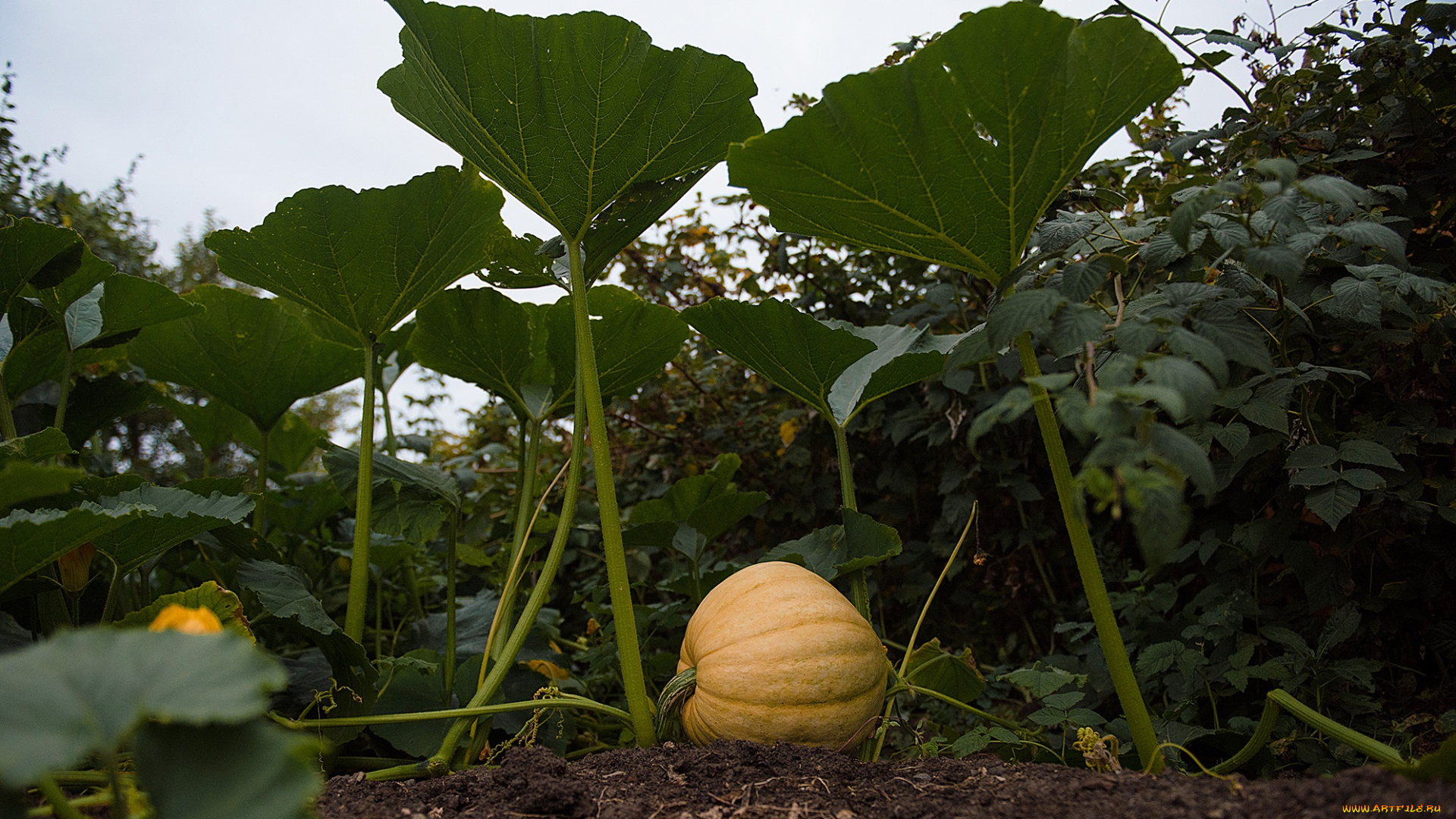 природа, плоды, тыква