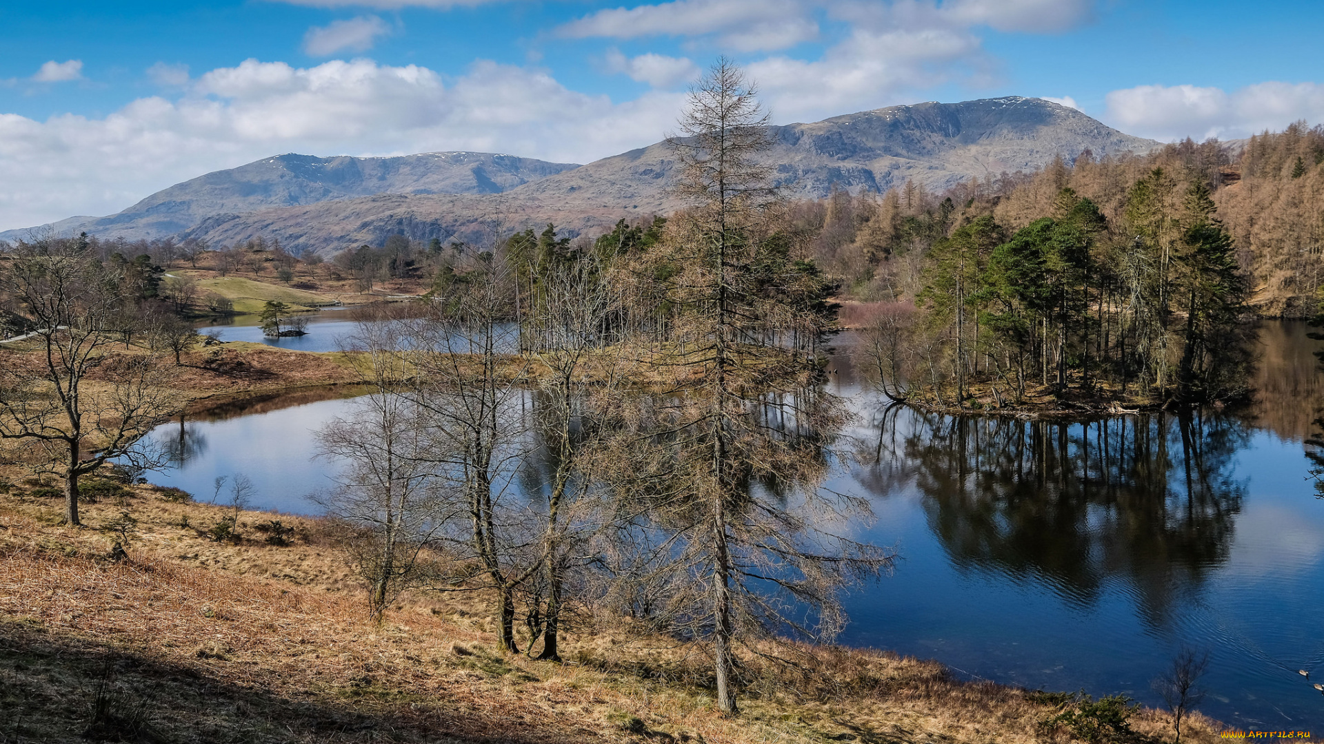 природа, реки, озера, река, лес