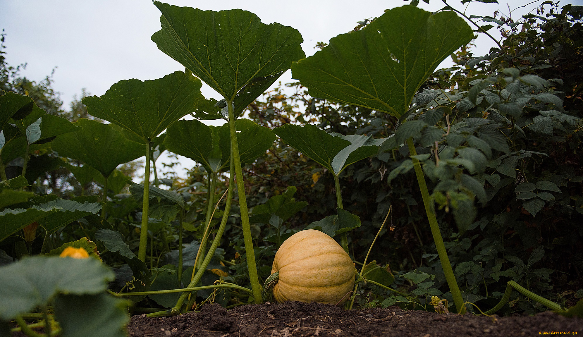 природа, плоды, тыква