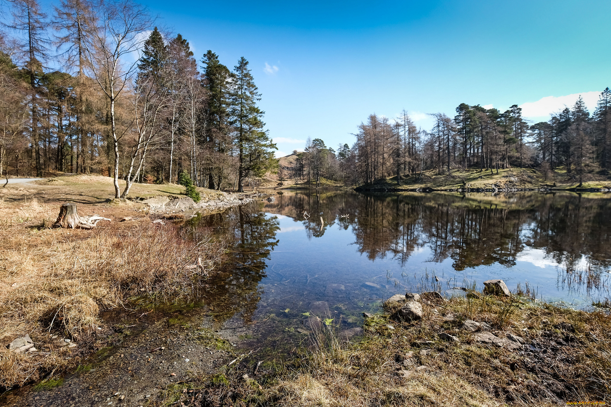 природа, реки, озера, река, лес