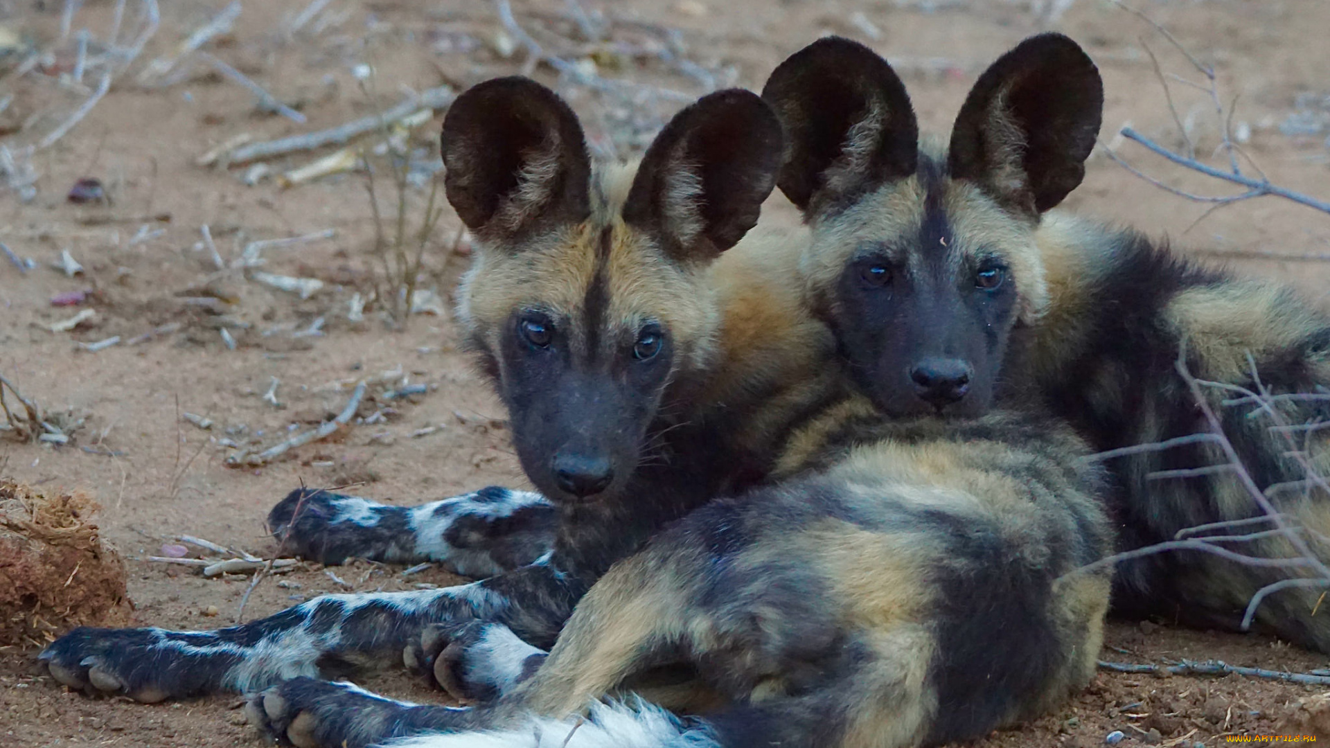 african, wild, dog, животные, гиены, , гиеновые, собаки, хищник