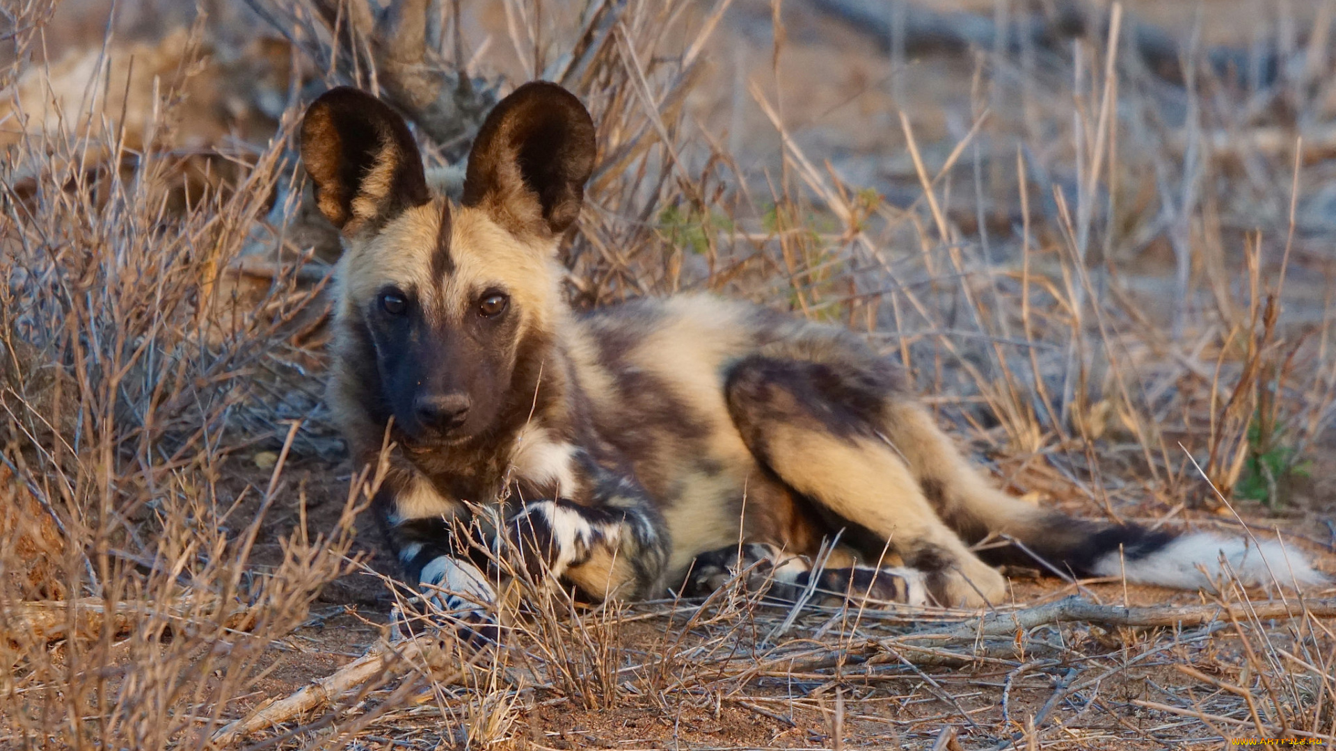 african, wild, dog, животные, гиены, , гиеновые, собаки, хищник