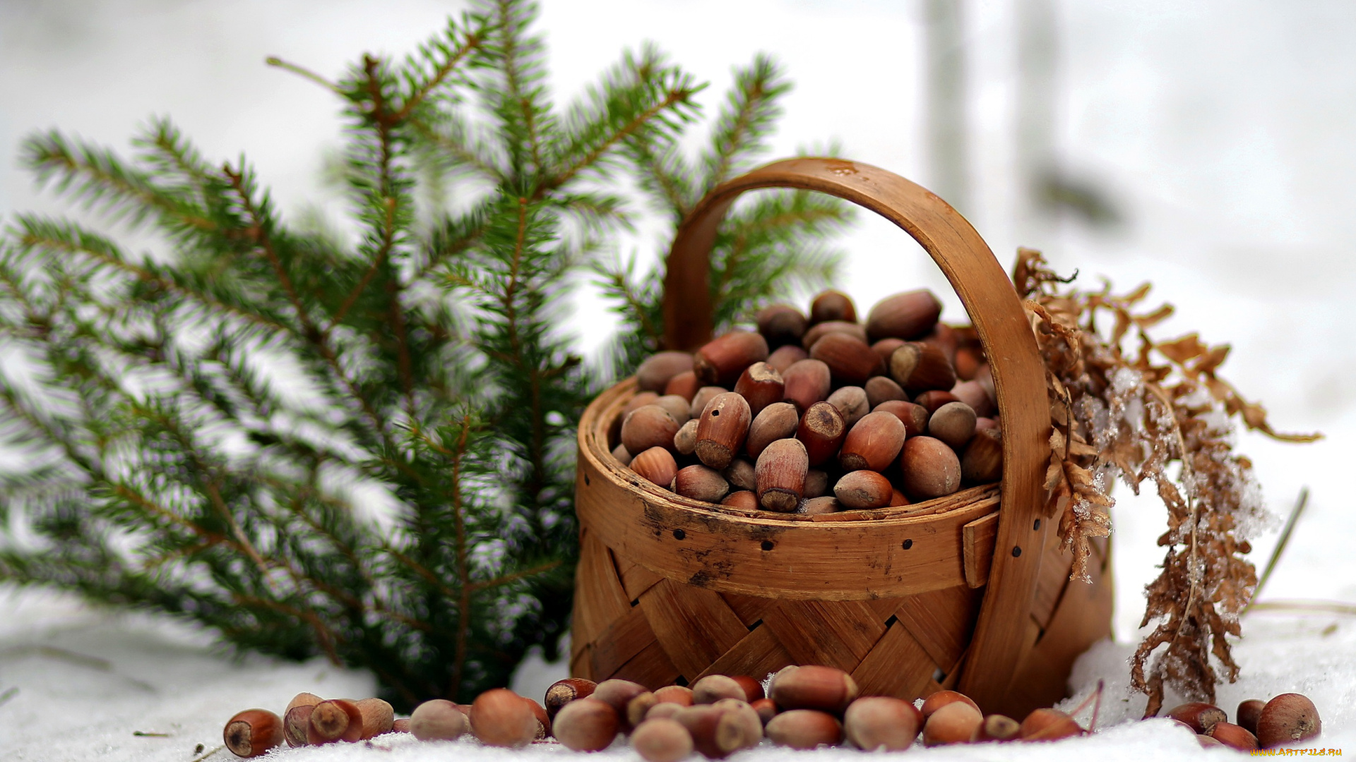 еда, орехи, , каштаны, , какао-бобы, ель, лукошко, композиция, зима, январь, лес, прогулка, репортаж, мороз, природа