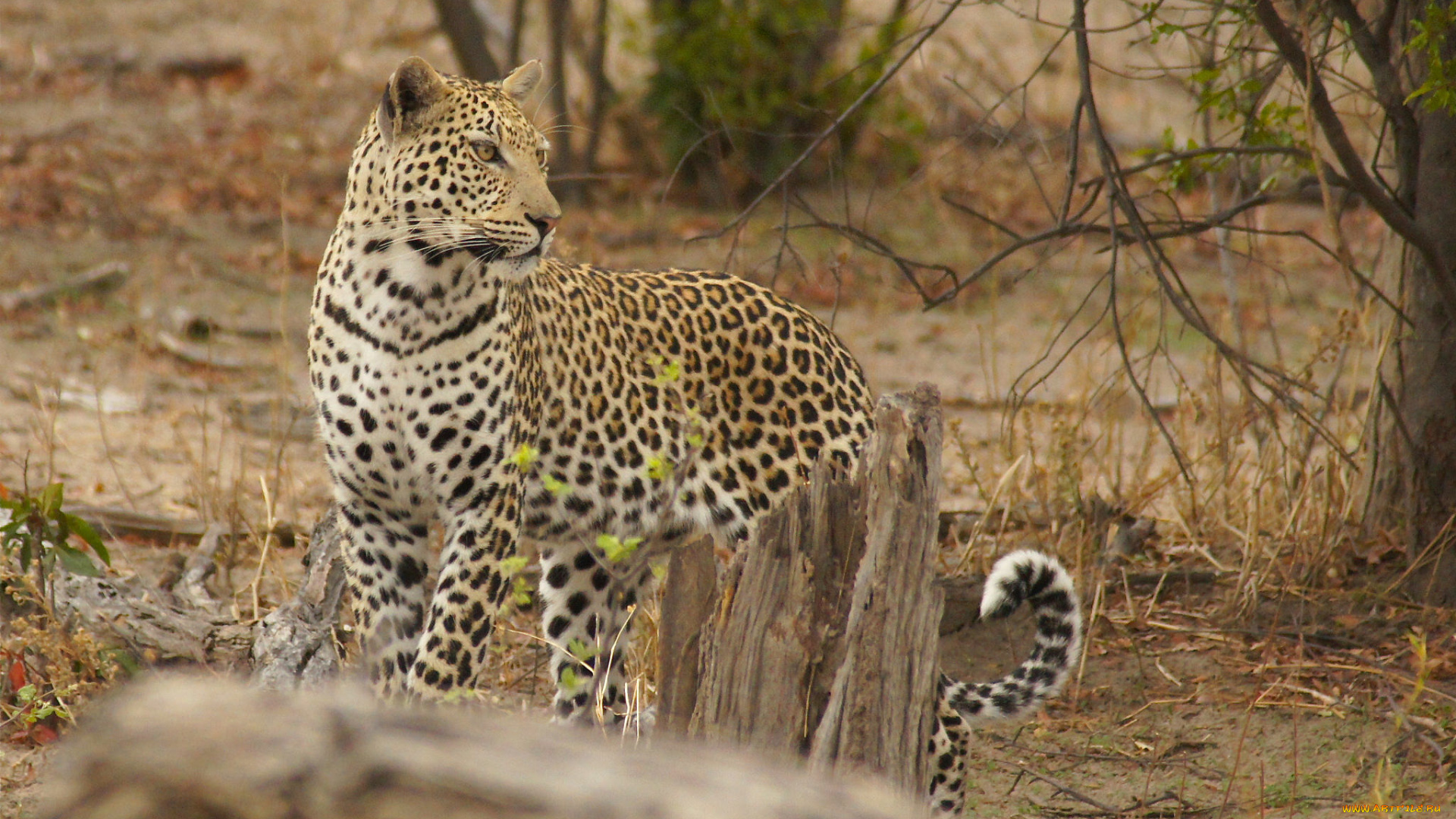 leopard, животные, леопарды, хищник