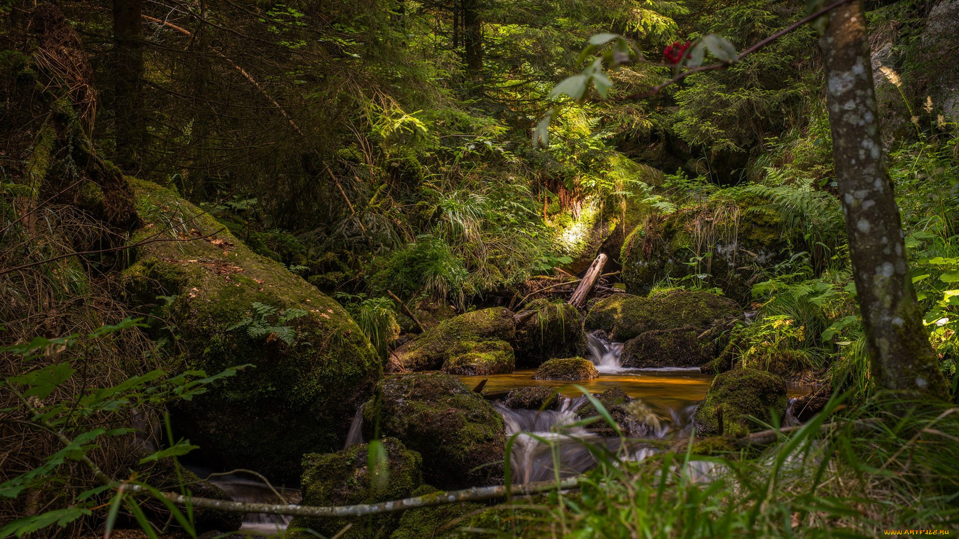 природа, лес, простор