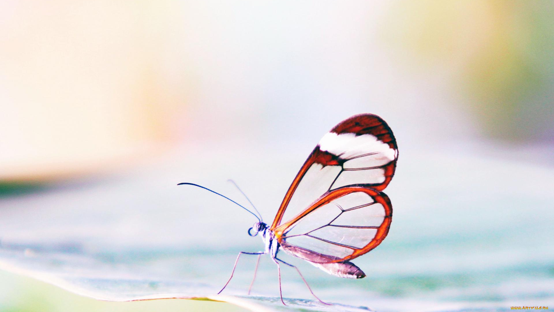 животные, бабочки, , мотыльки, , моли, насекомое