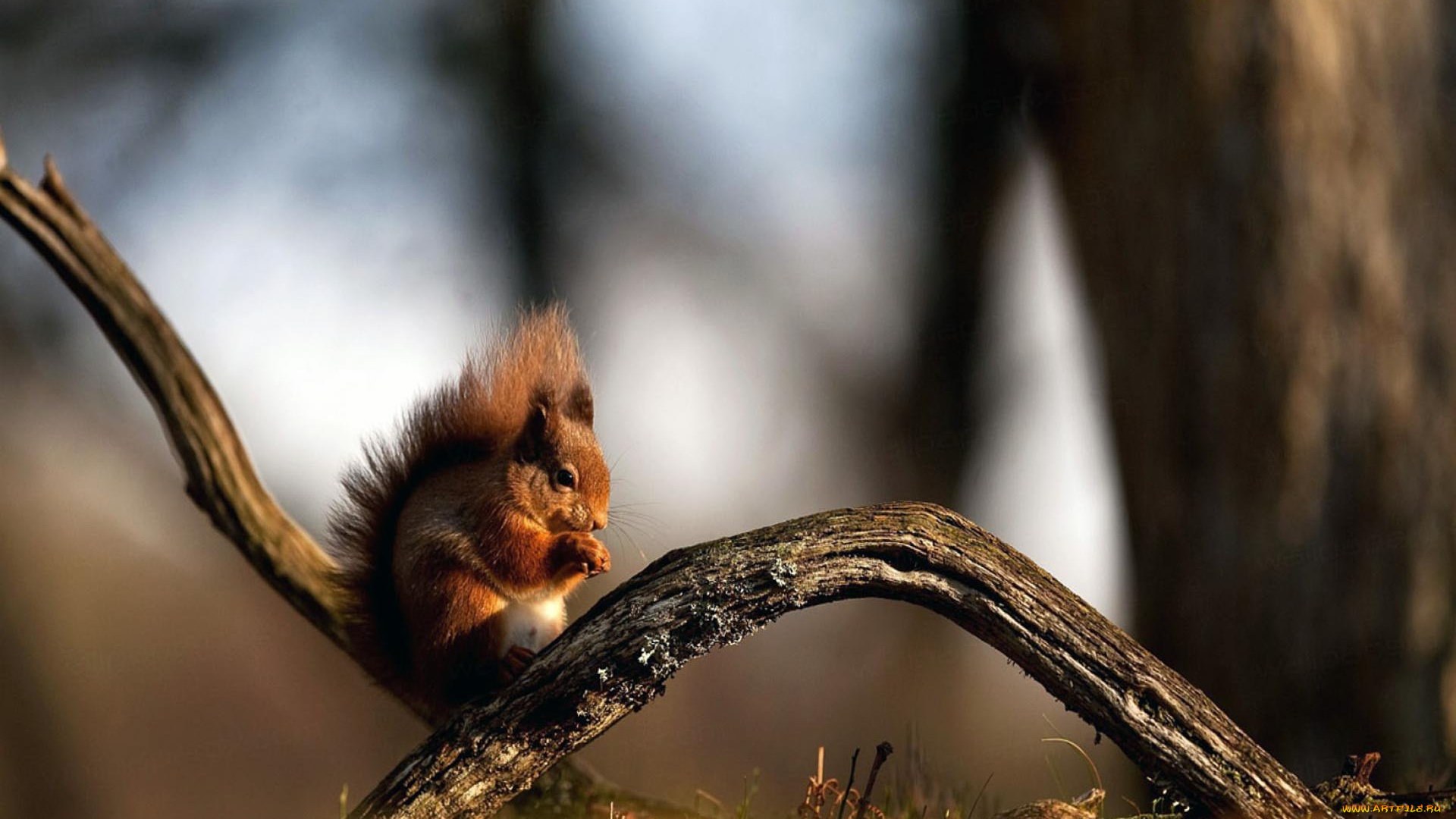 животные, белки, ветки