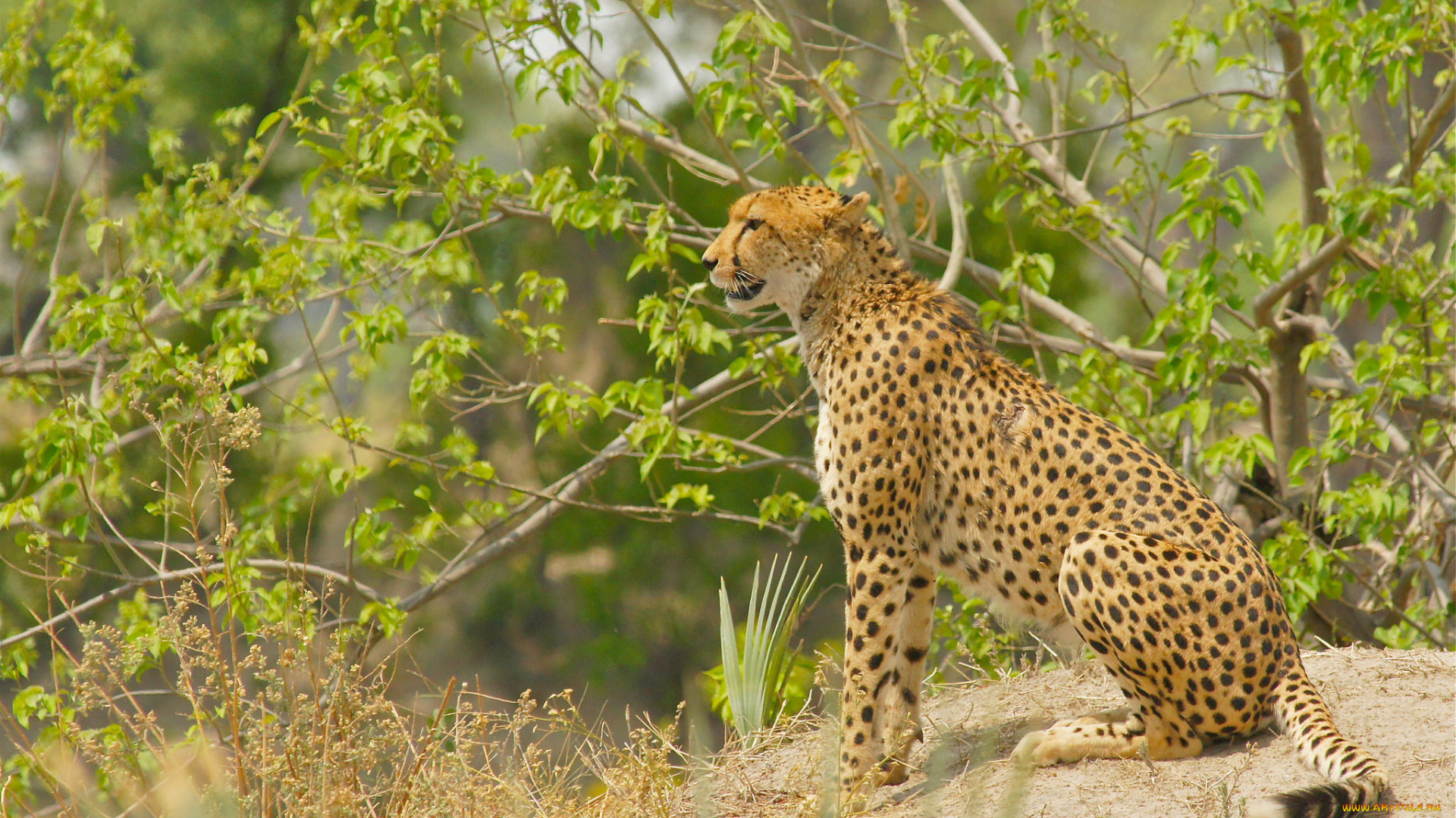 животные, гепарды, хищник