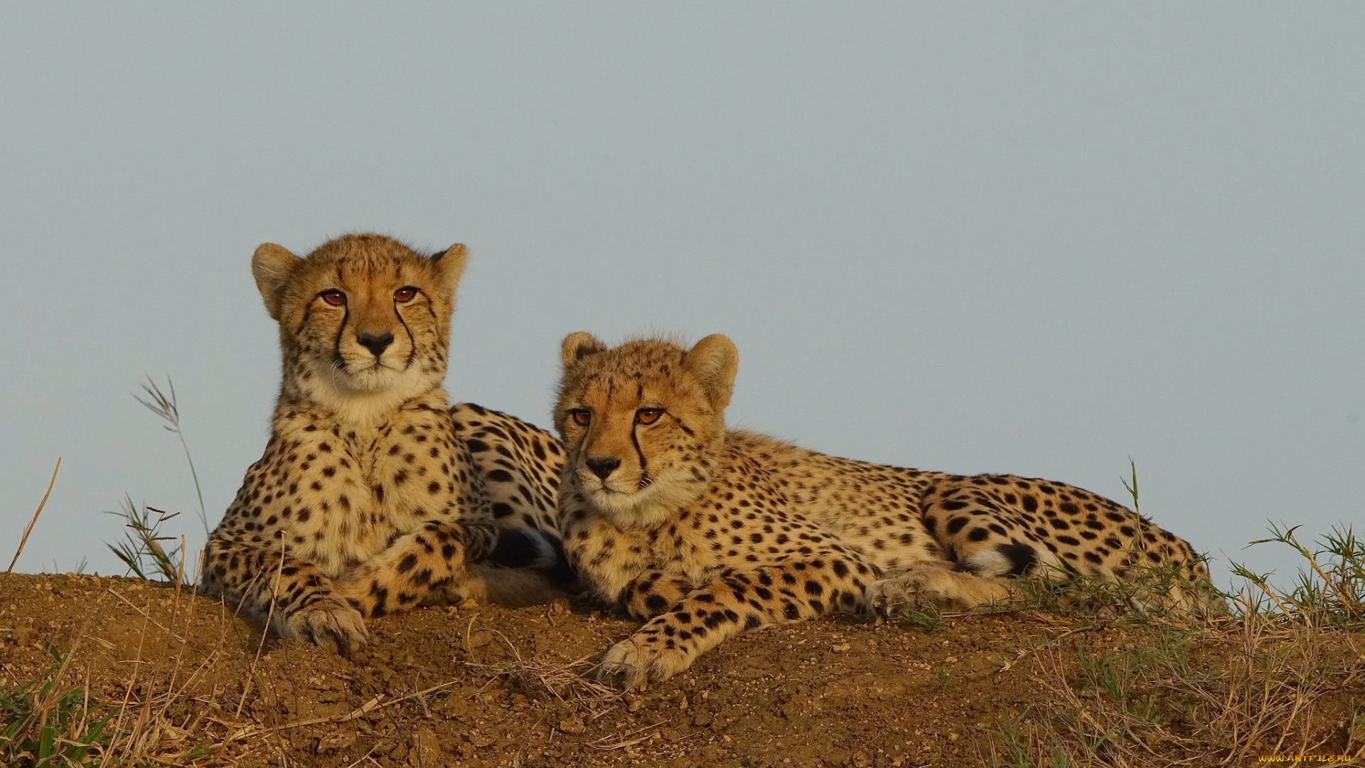 животные, гепарды, хищник