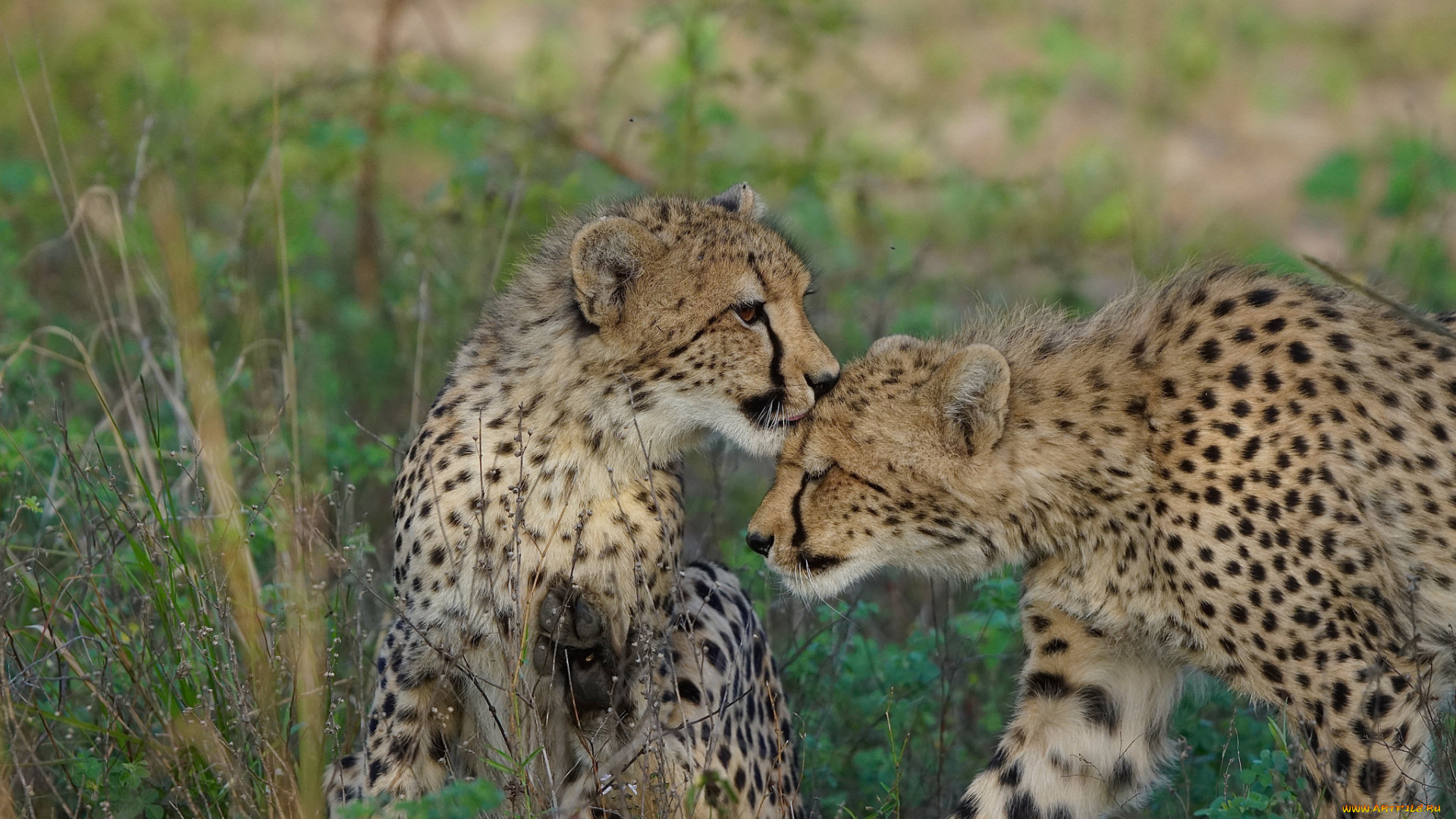 животные, гепарды, хищник