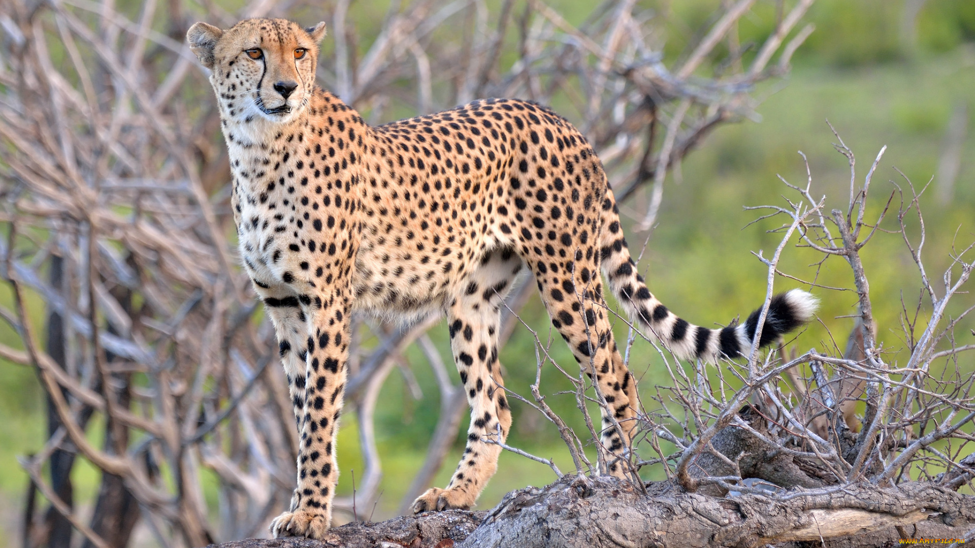 животные, гепарды, хищник