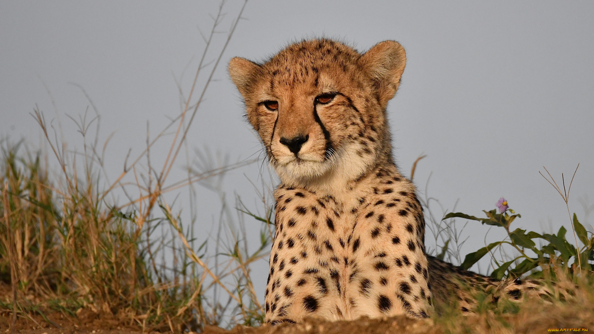 животные, гепарды, хищник