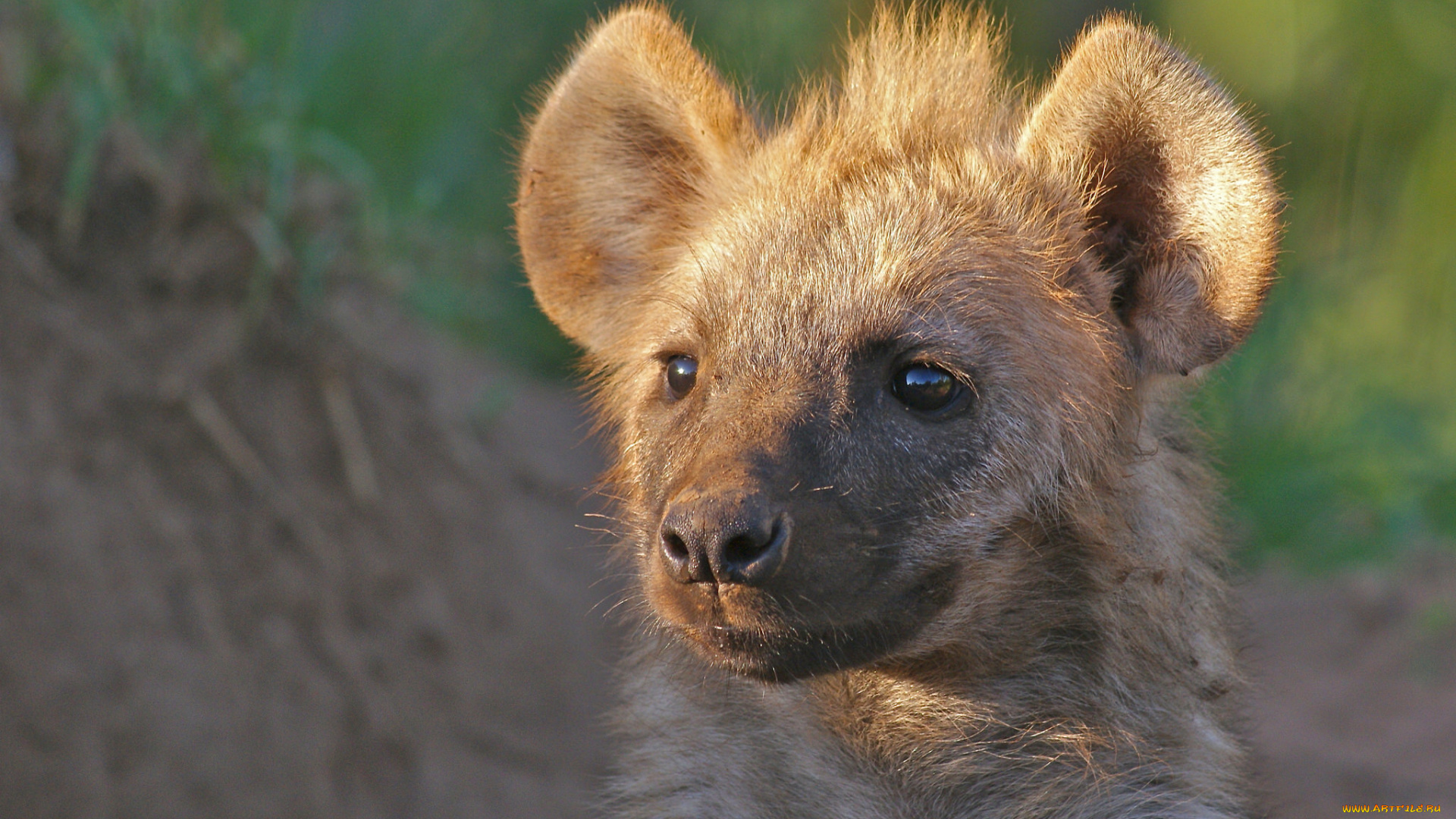 животные, гиены, , гиеновые, собаки, хищник