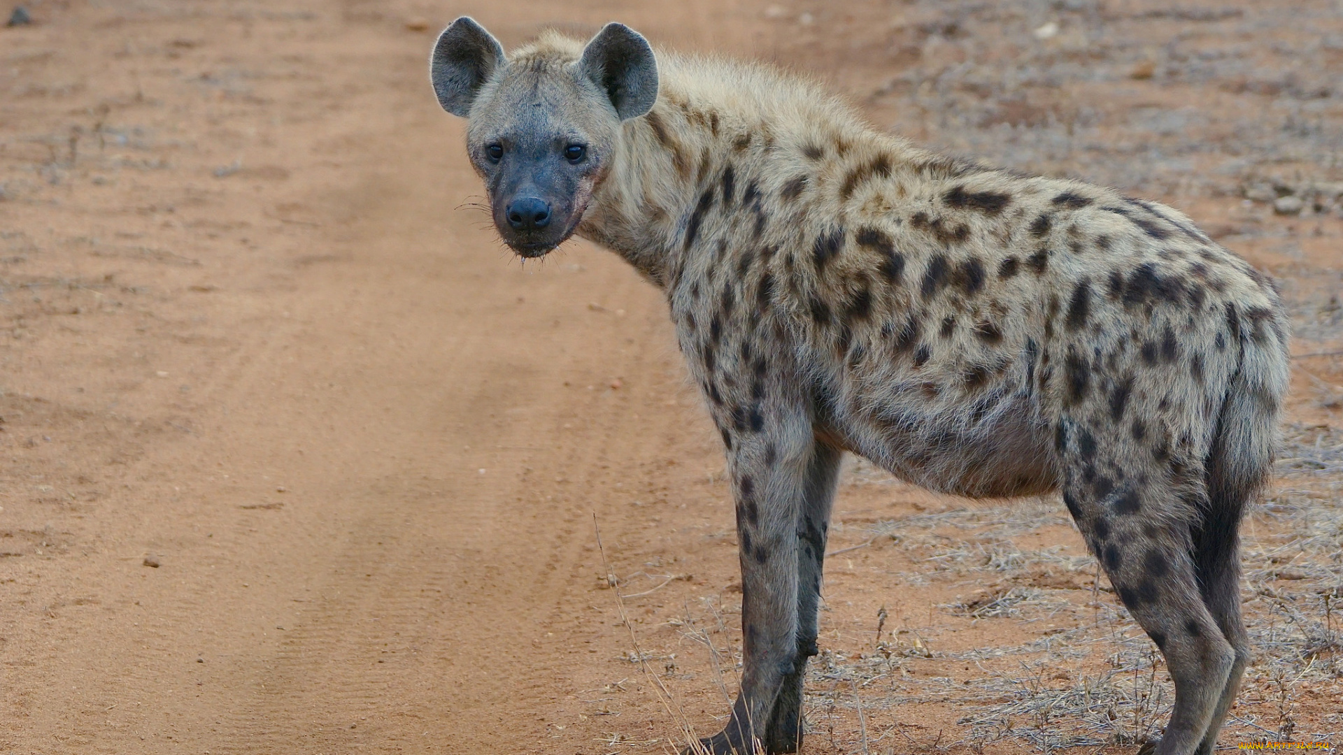 животные, гиены, , гиеновые, собаки, хищник