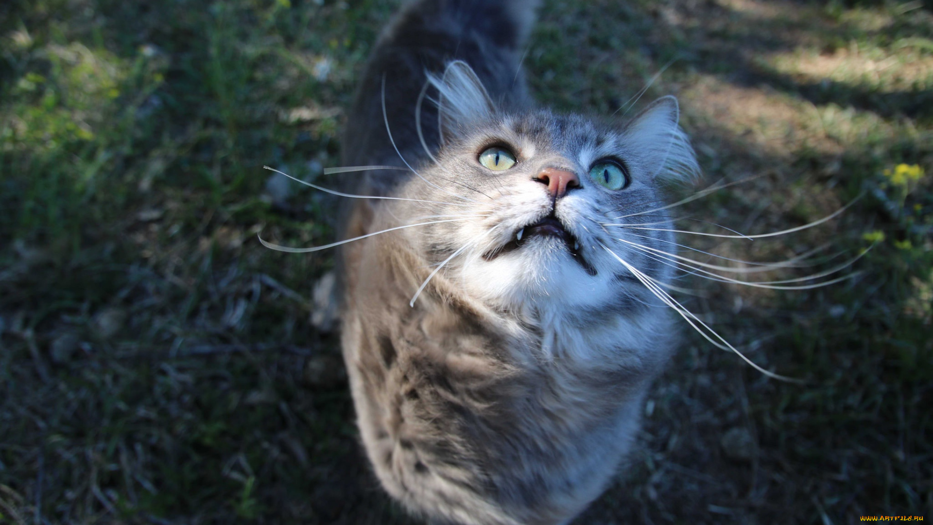 животные, коты, киса, кошка, кот