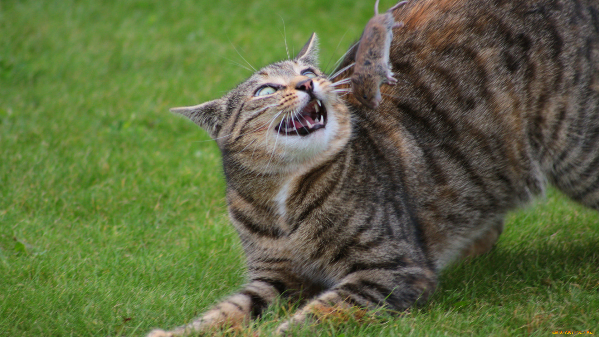 животные, коты, киса, кошка, кот