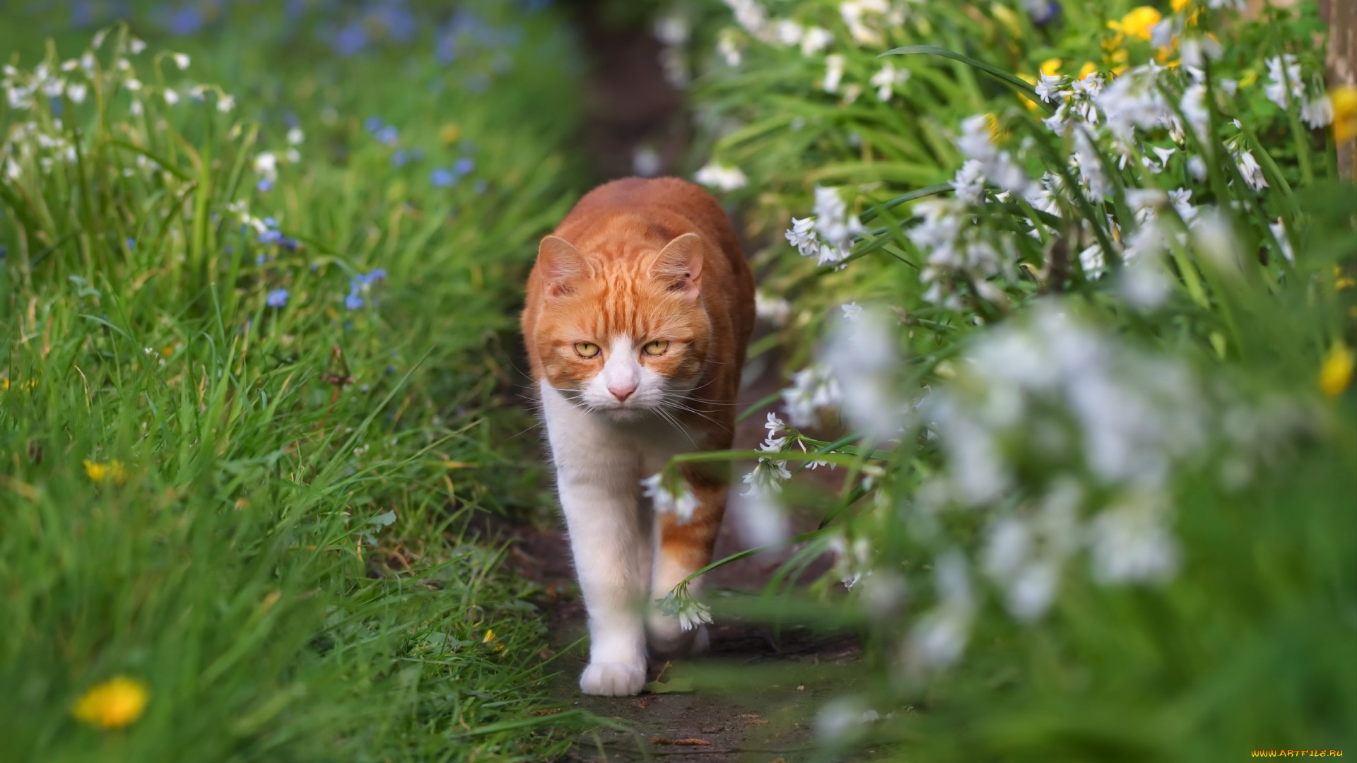 животные, коты, киса, кошка, кот