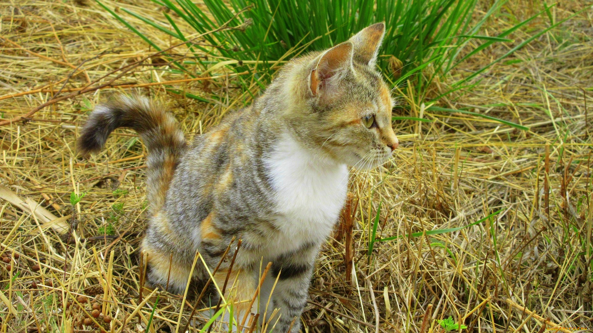 животные, коты, кошка