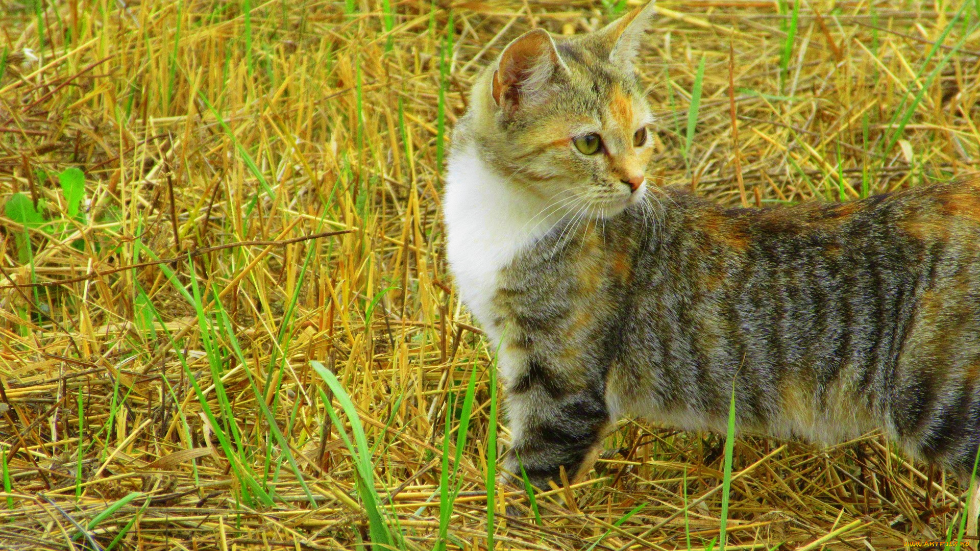 животные, коты, кошка