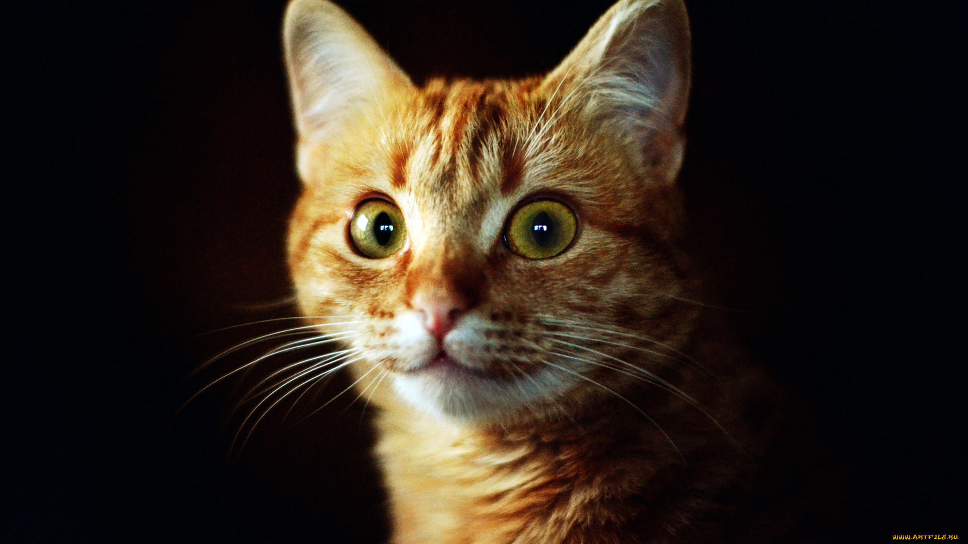 животные, коты, кошка, киса, кот