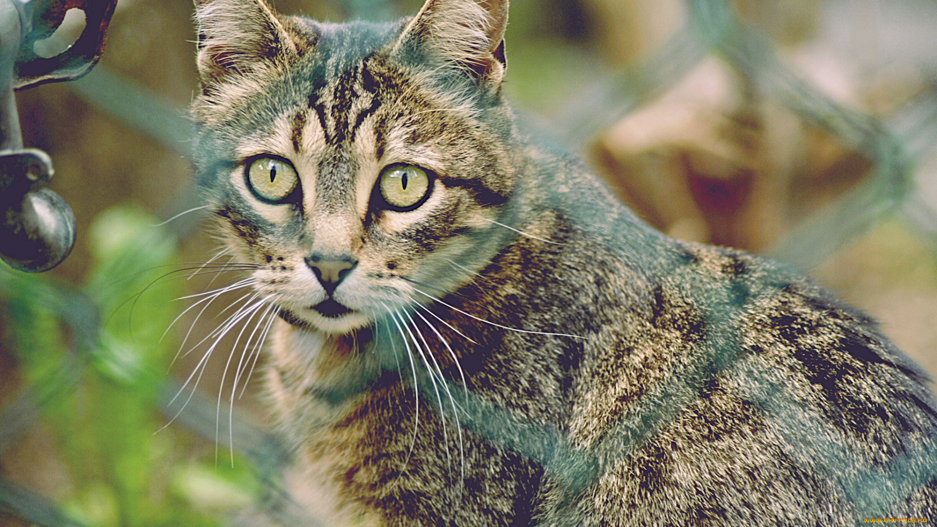 животные, коты, кошка, киса, кот