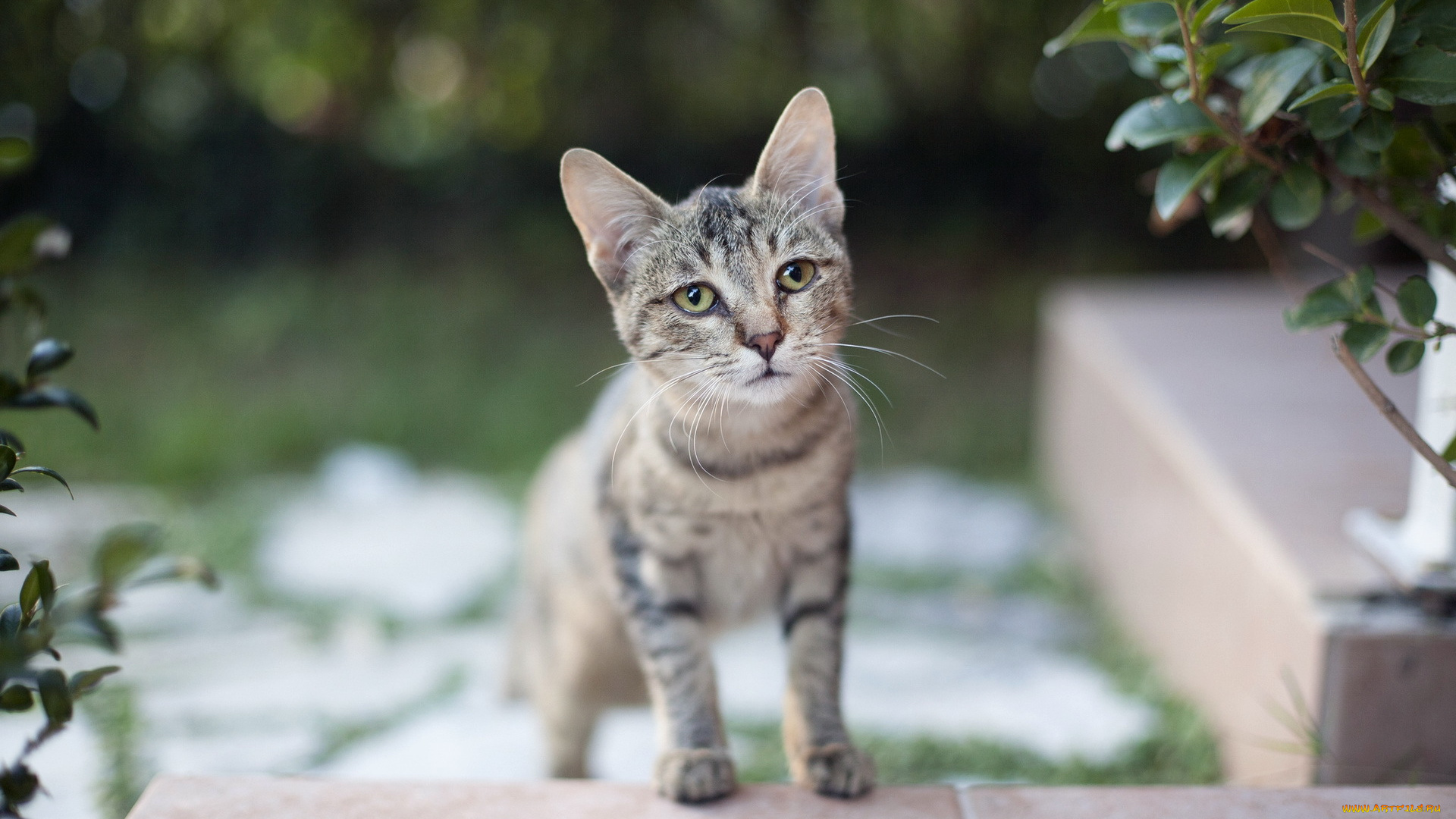 животные, коты, кошка, киса, кот