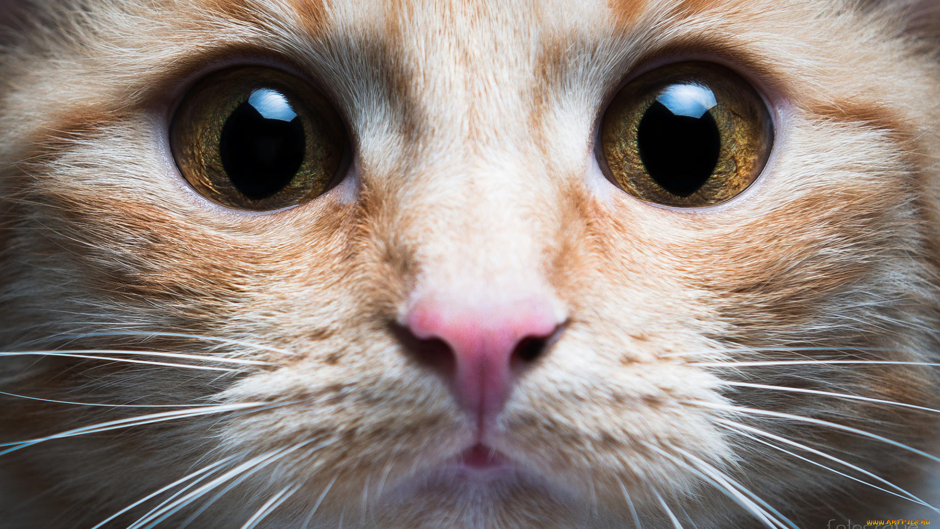 животные, коты, кошка, кот, киса