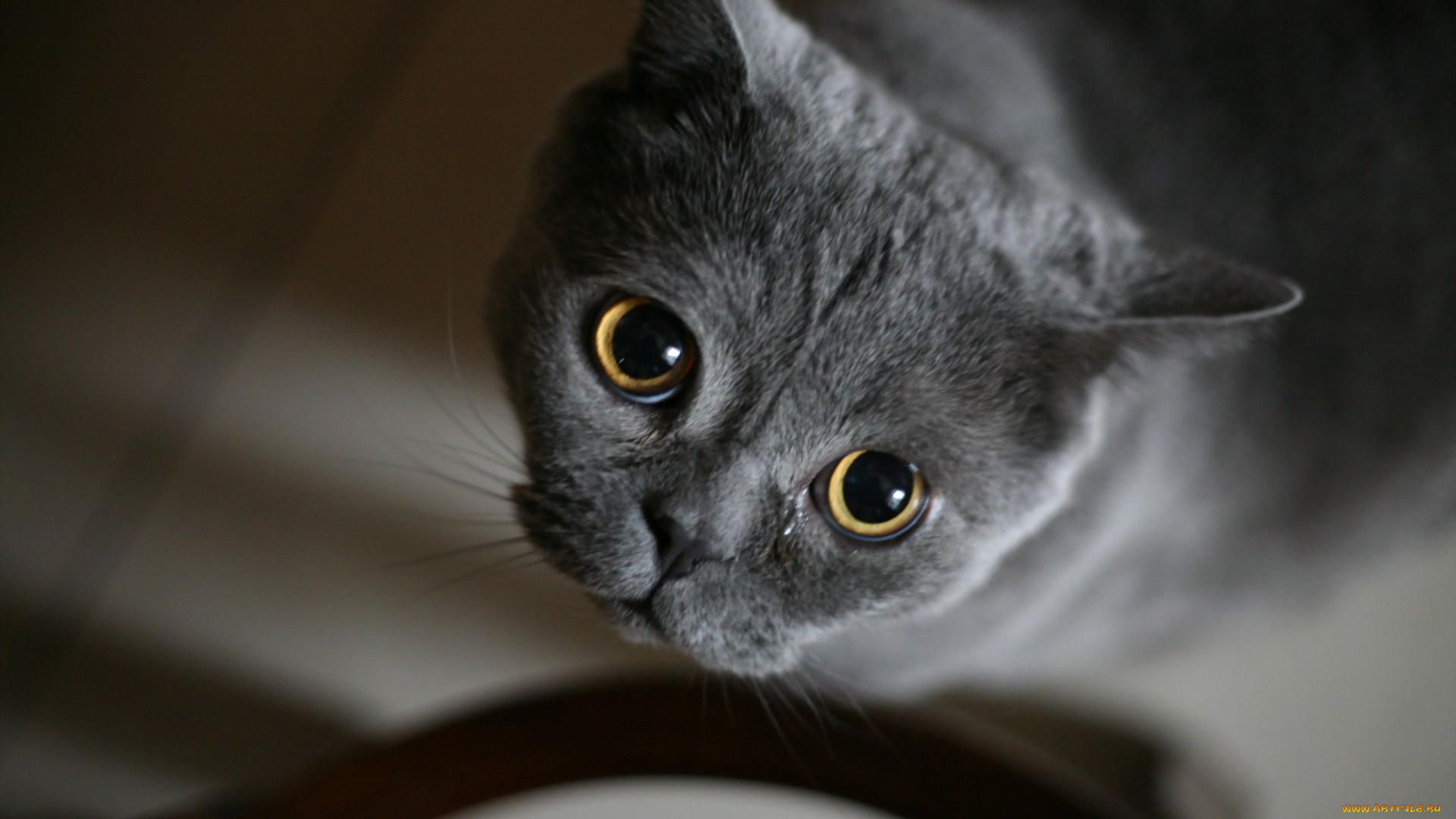 животные, коты, кошка, кот, киса