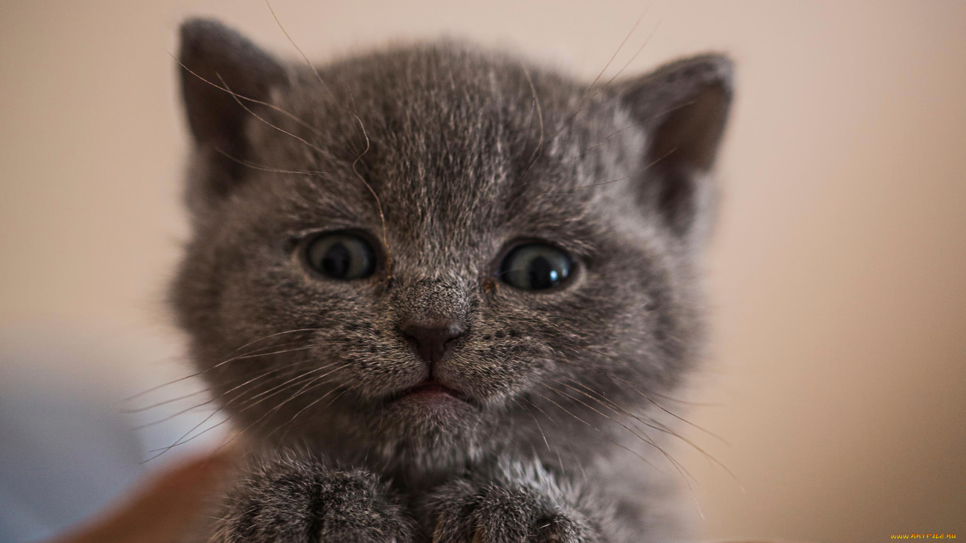 животные, коты, кот, киса, кошка